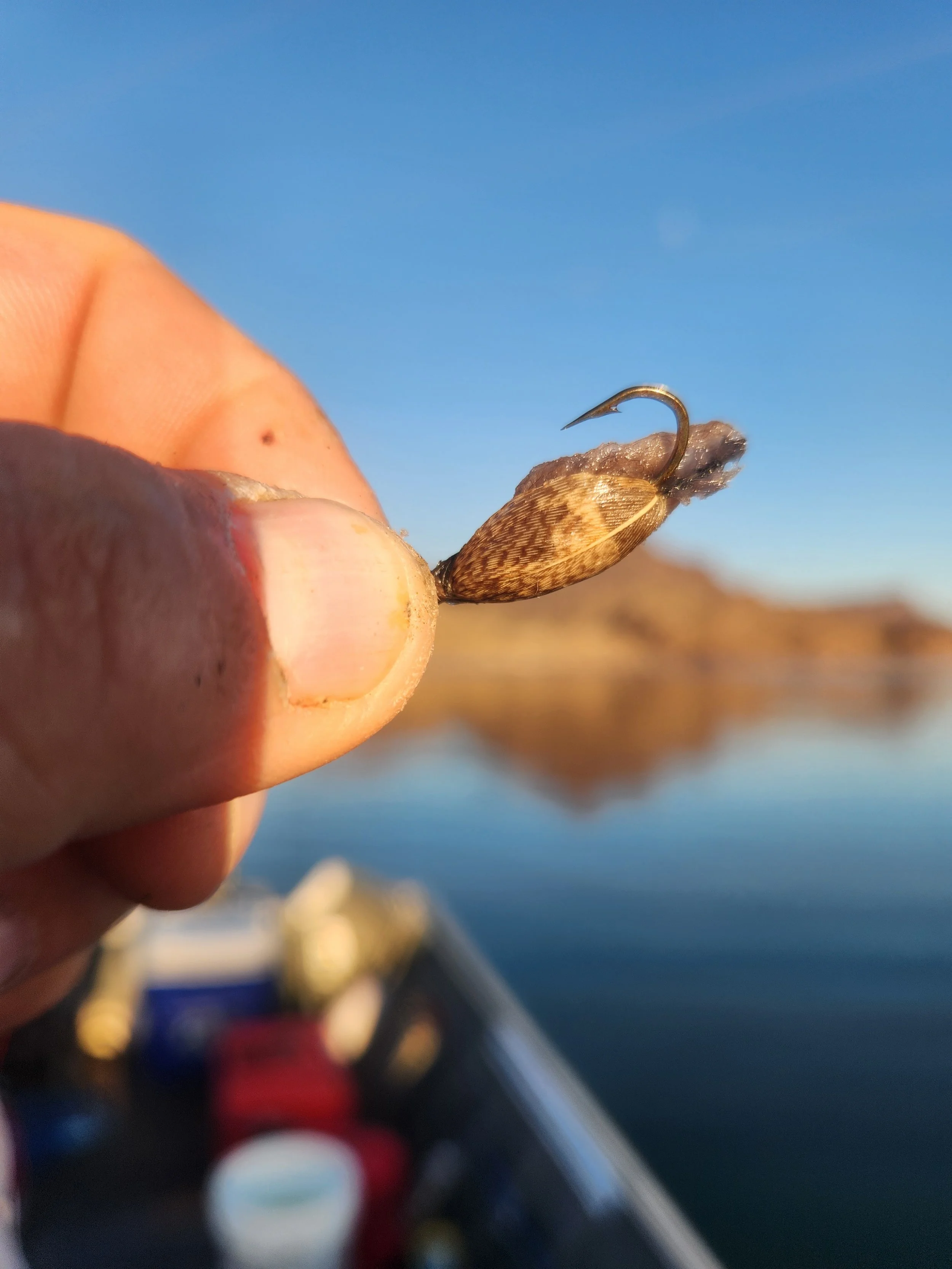 The original Quagga Mussel fly pattern developed by Mark Knapp for Lake Havasu.