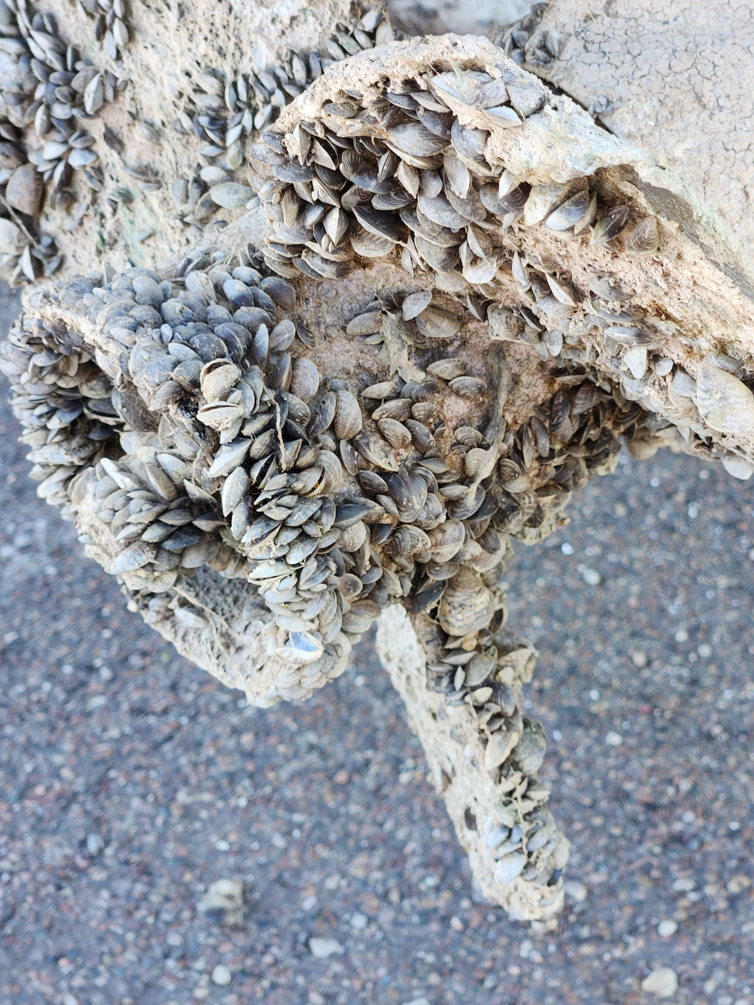 A cluster of quagga mussels on a lower unit from Lake Havasu.