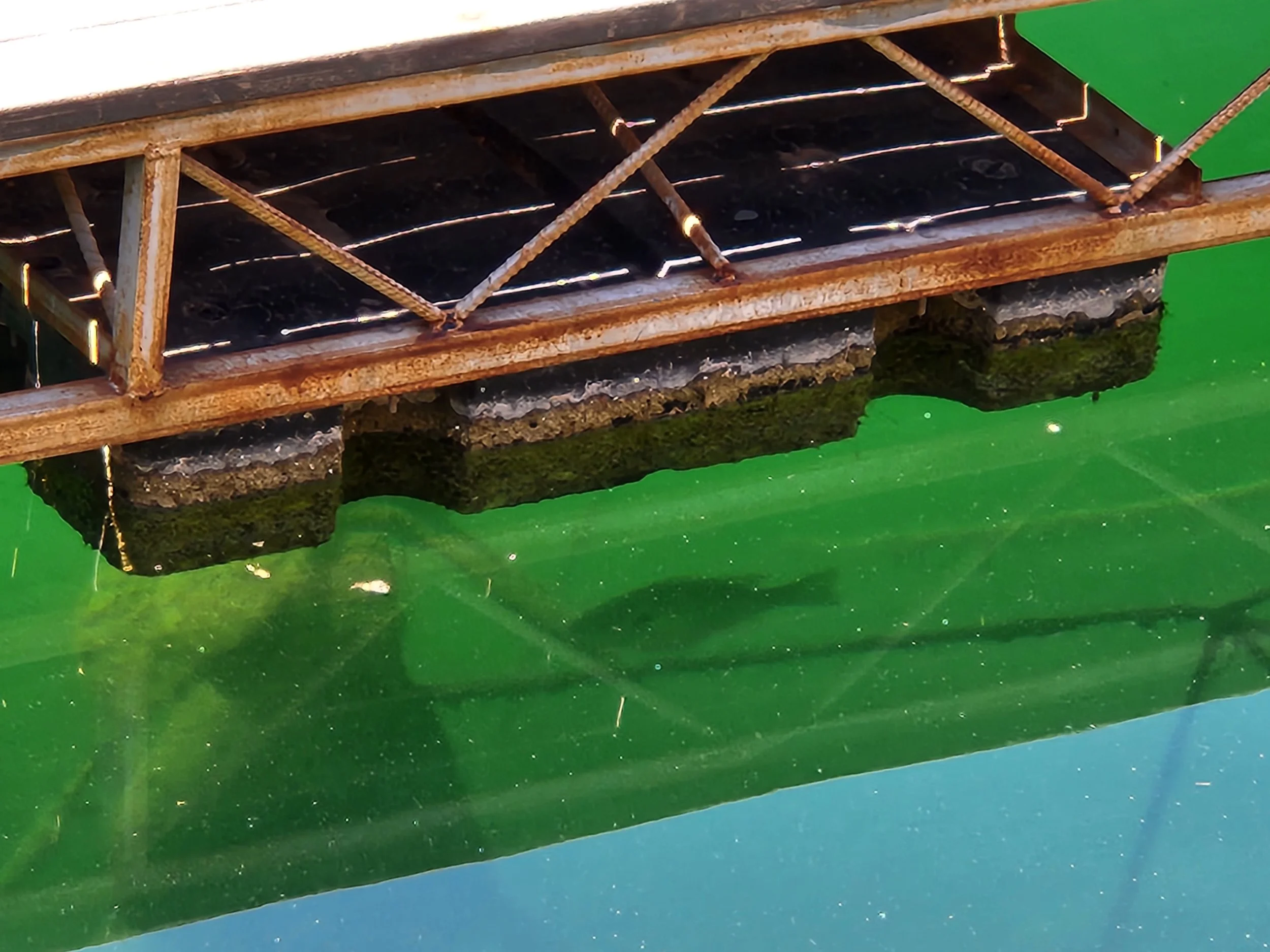 A three pound Lake Havasu redear hides under a dock.