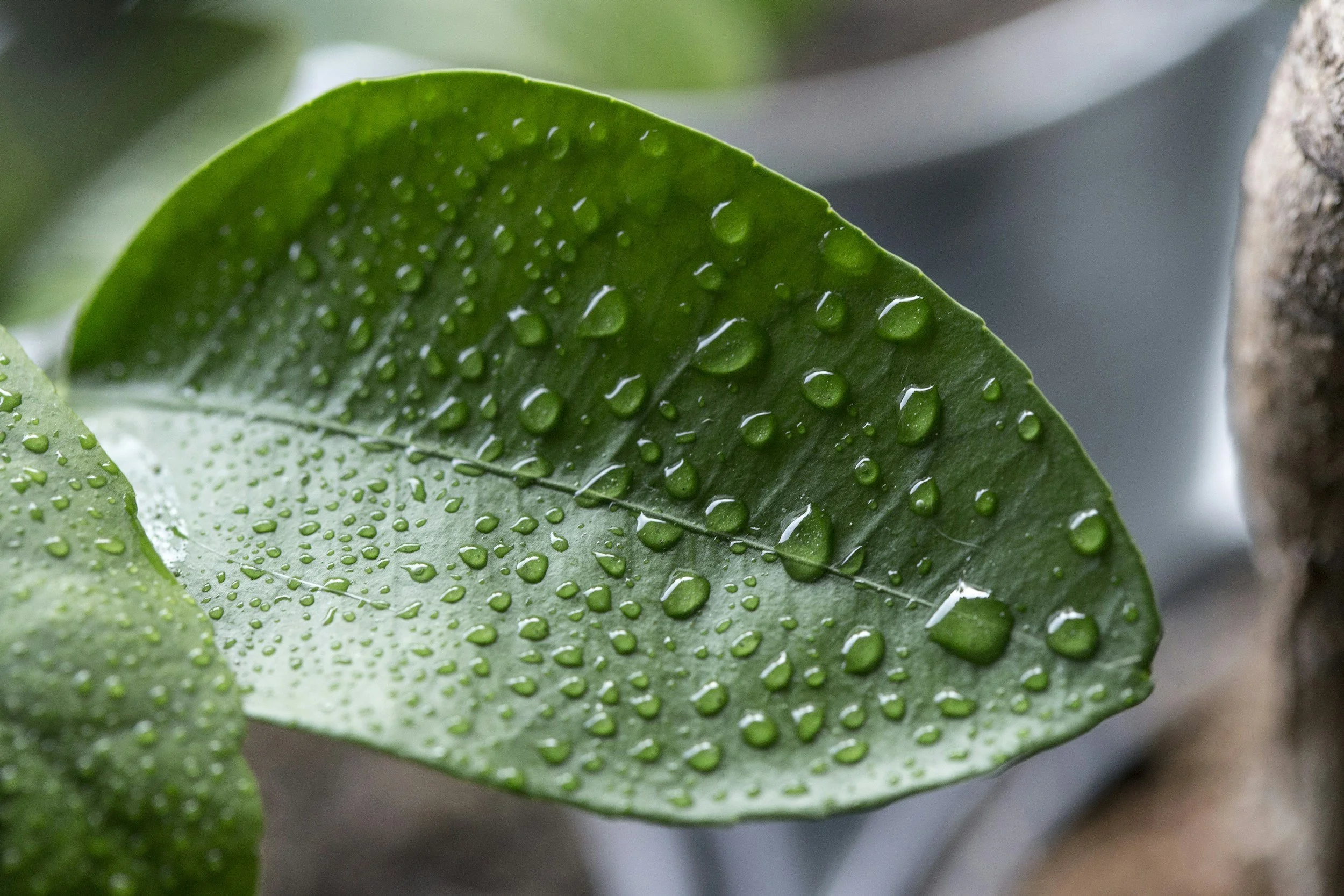 Close-up of a green leaf with water droplets on its surface.