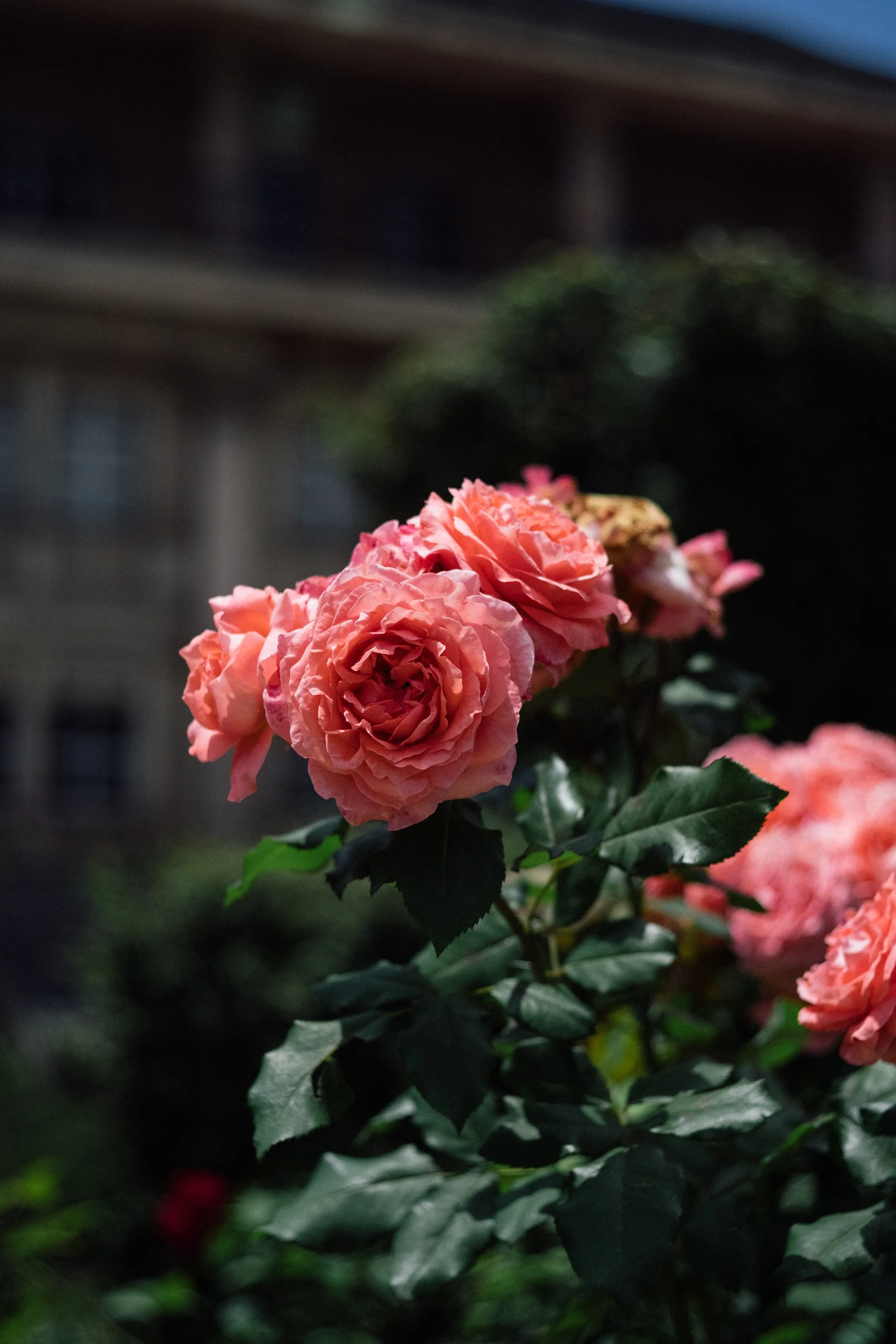 DSCF7997.jpg