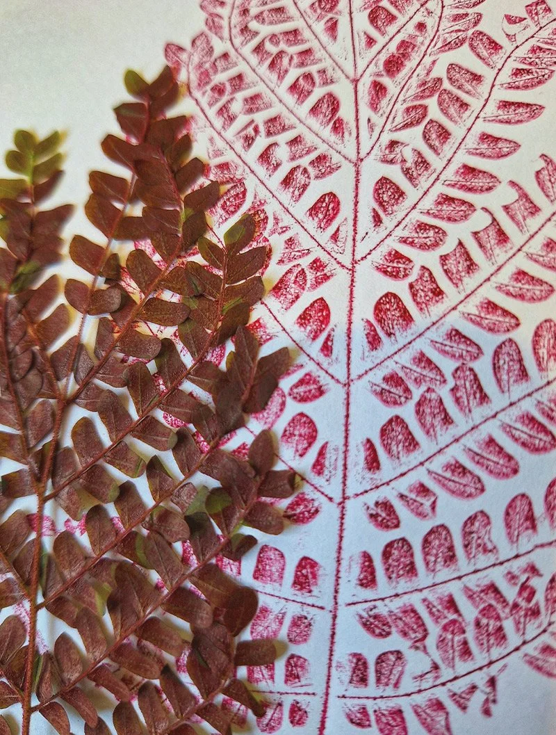 Planta e monotipia em papel de Lívia Cruz