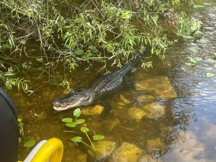 Alligators and top golf in Miami