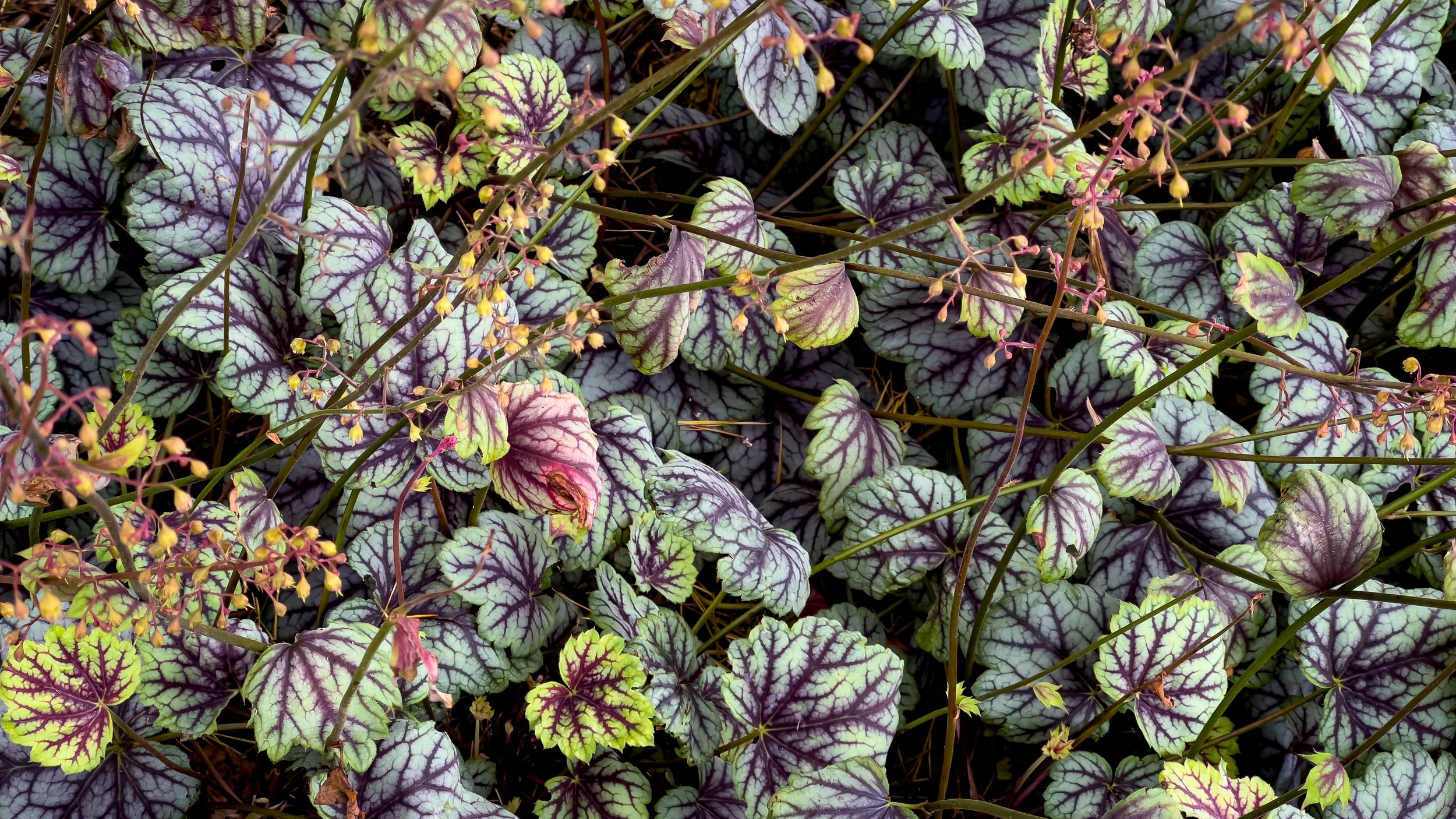 Violet Wallpaper.jpg