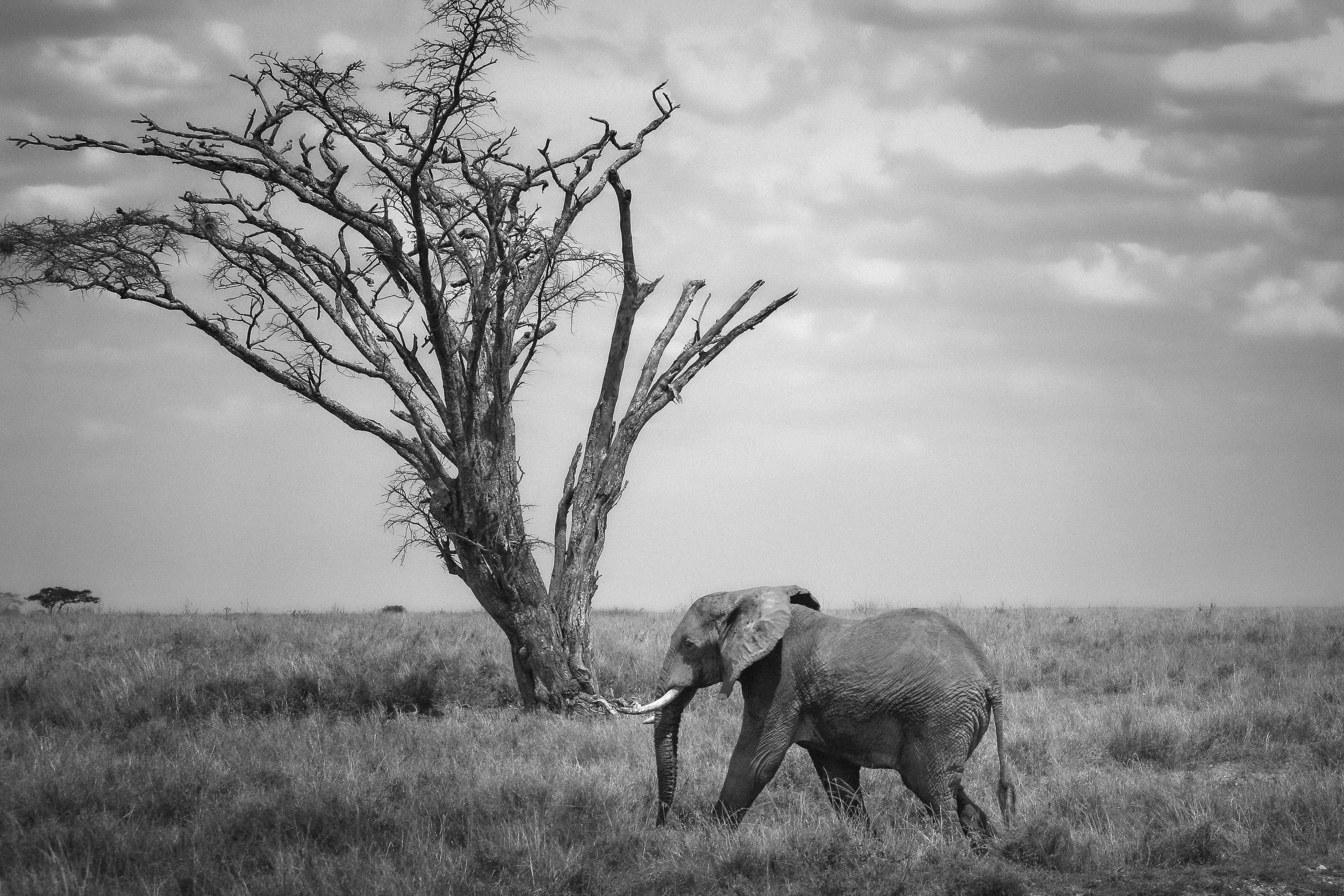 Africa - Elephant & Tree.jpg