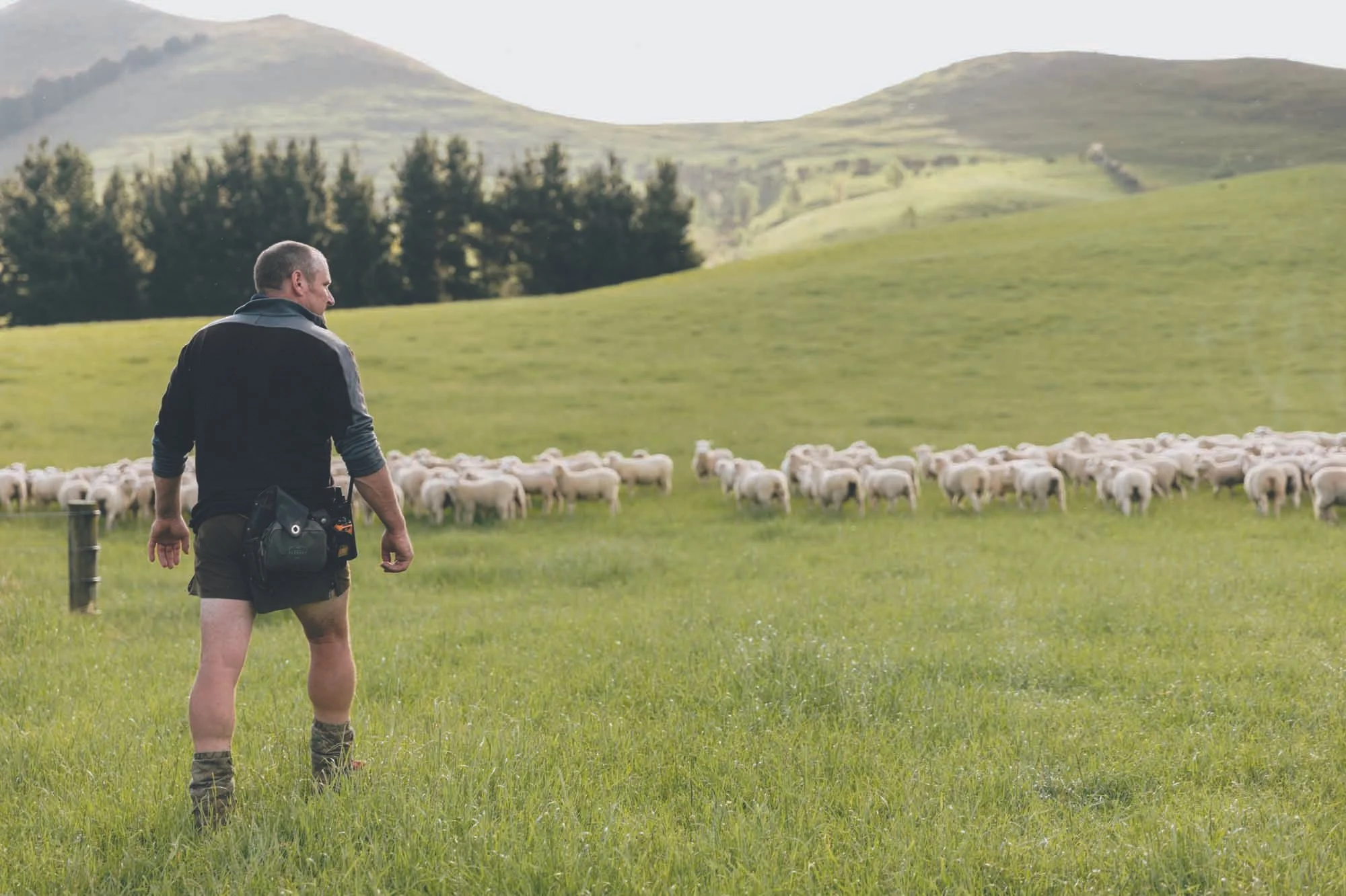 A man in shorts and hiking gear walking through a grassy field towards a flock of sheep in a hilly countryside landscape.