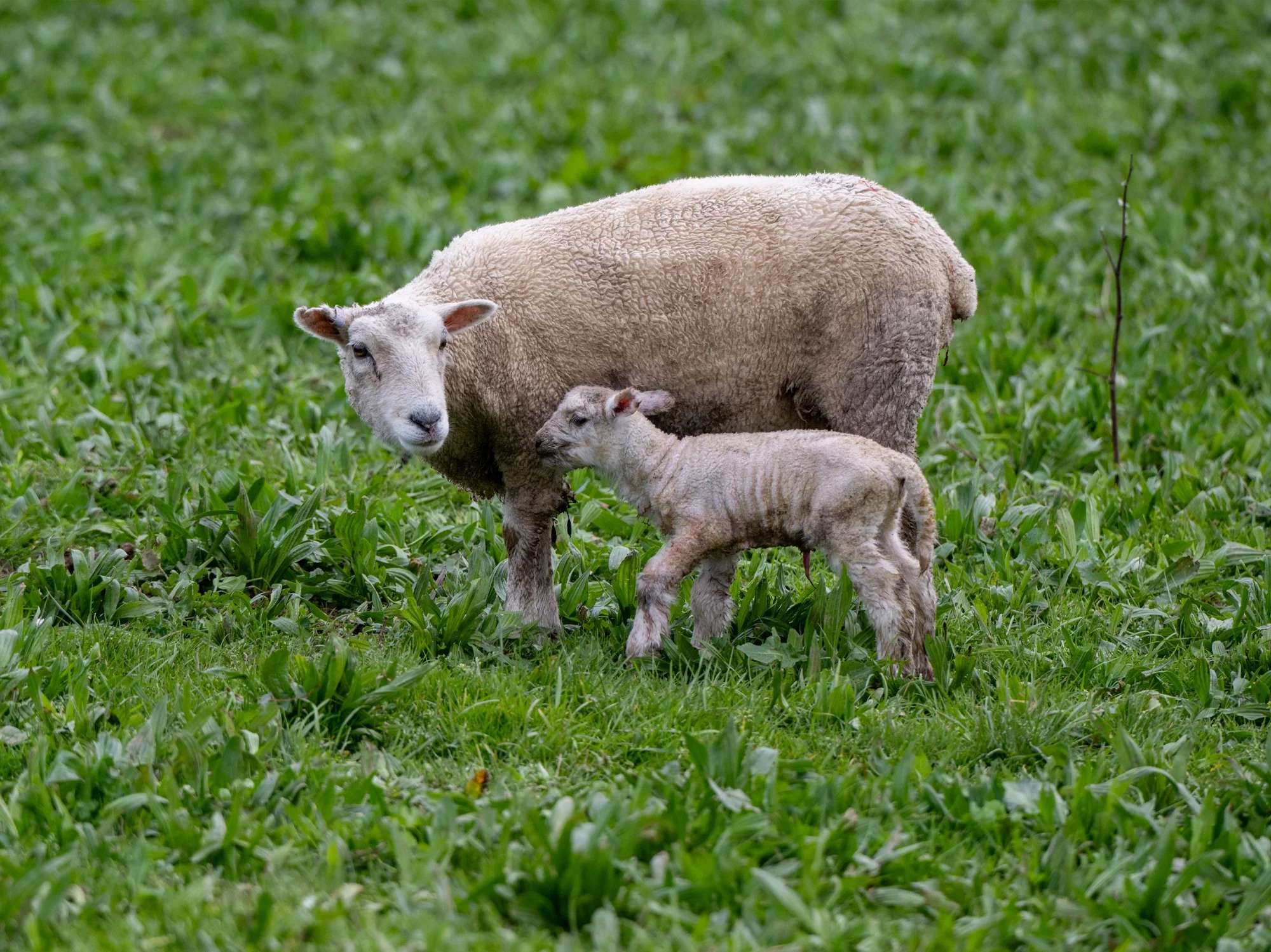 Spring Valley lambs 02.webp