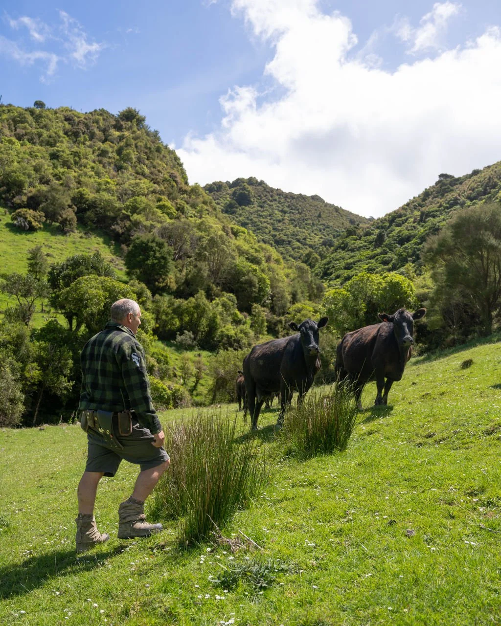 A man in outdoor clothing herding two black cows in a grassy green valley surrounded by lush green hills under a partly cloudy sky.