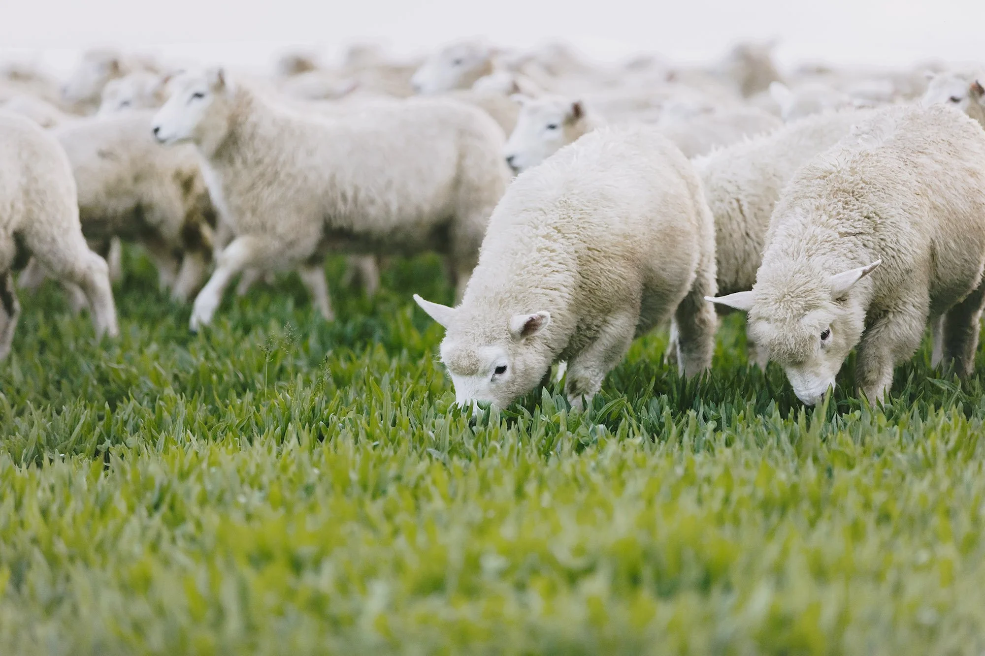 Group of fluffy white sheep grazing on lush green grass in an open field.