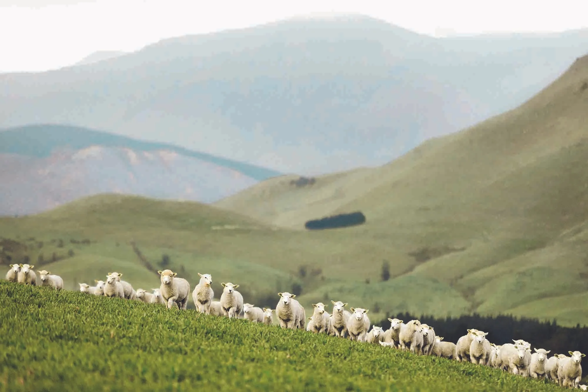 A flock of sheep on a grassy hillside with rolling hills and mountains in the background.