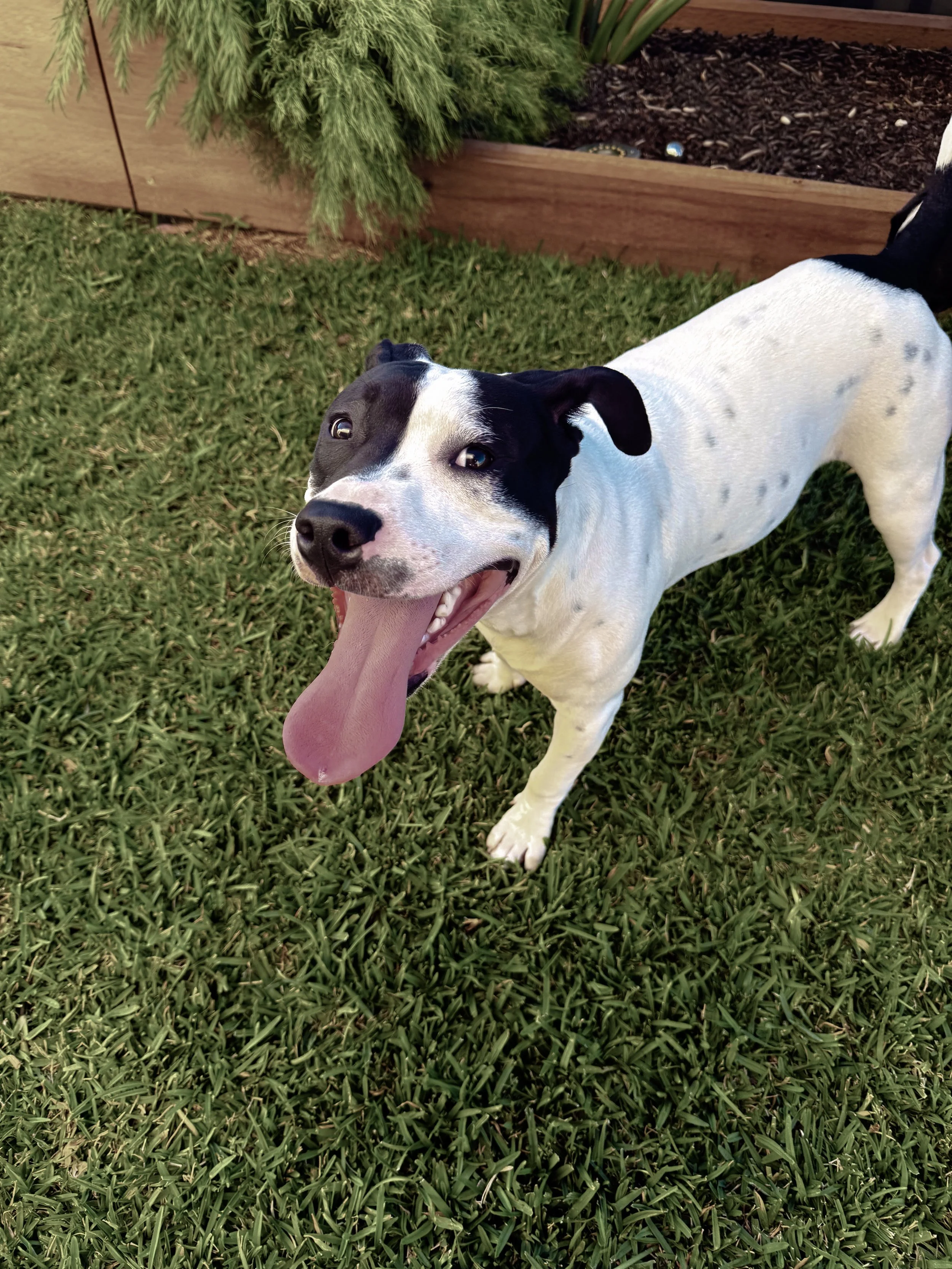 A happy black and white dog with a long tongue standing on green grass in a backyard.