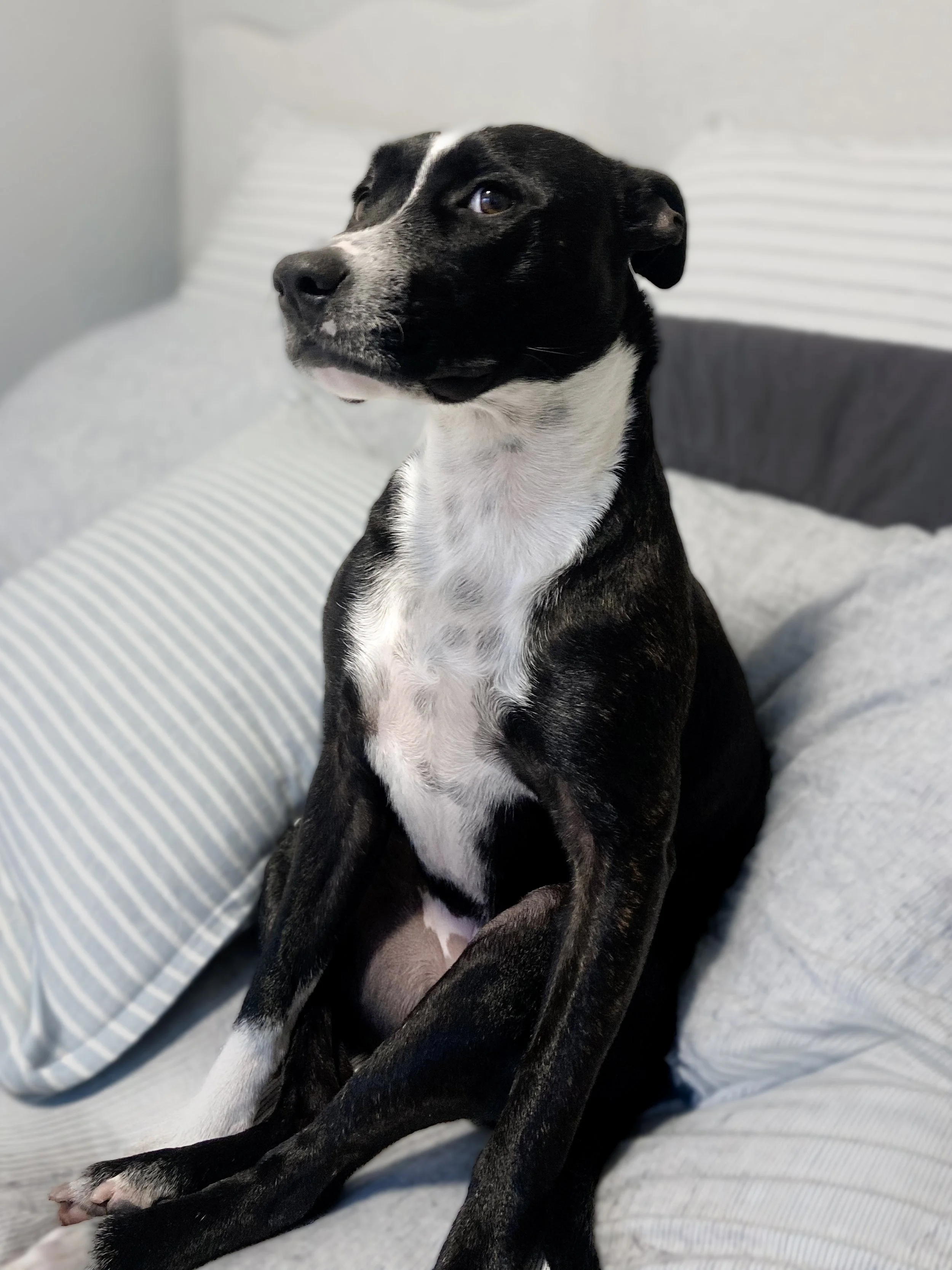 A black and white dog sitting on a couch with striped pillows in the background.
