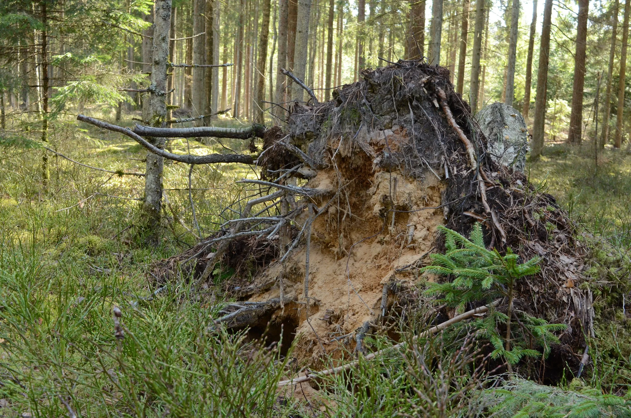 Upside-down tree with roots exposed in a forest with tall trees and sunlight filtering through the leaves.