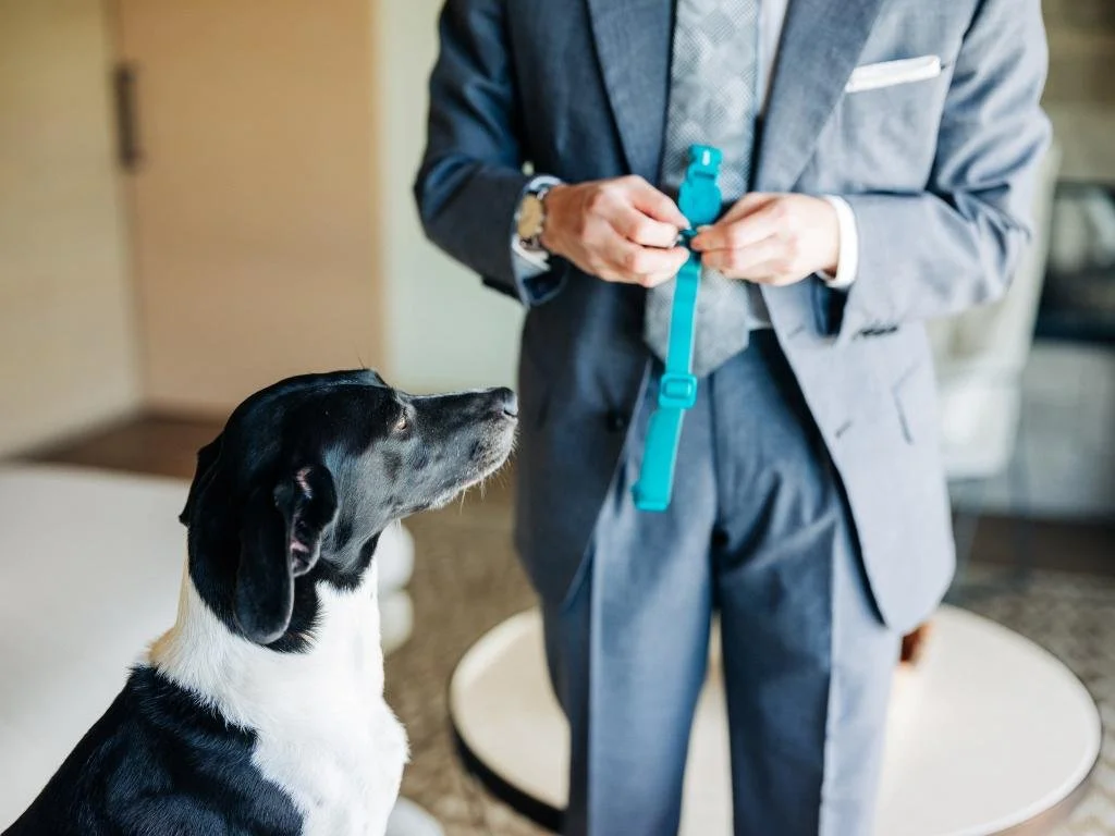 Groom preparing his dog's collar before the wedding