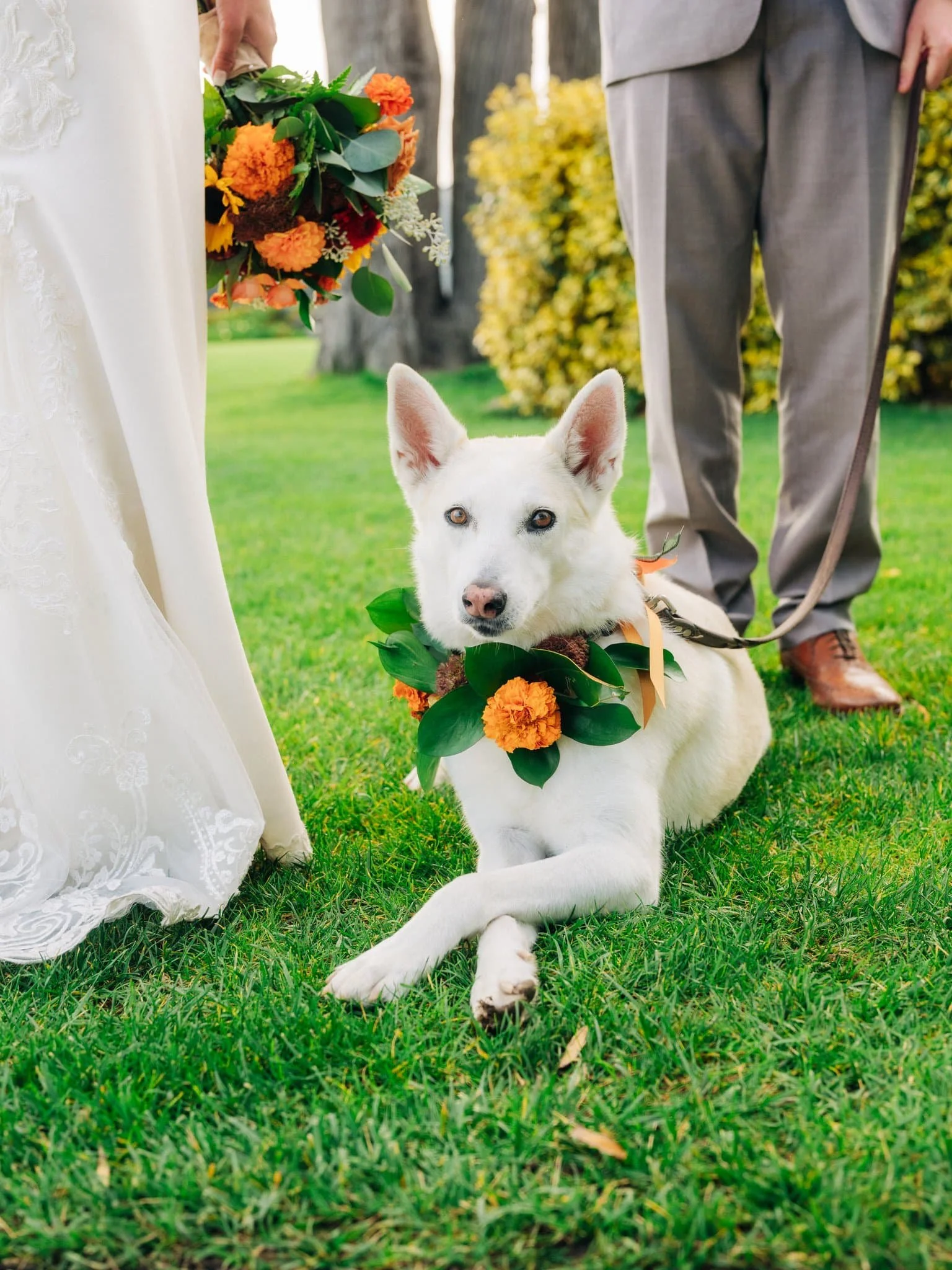 Close-up of dog Layla wearing floral collar at Maverick’s Beach House wedding in Half Moon Bay