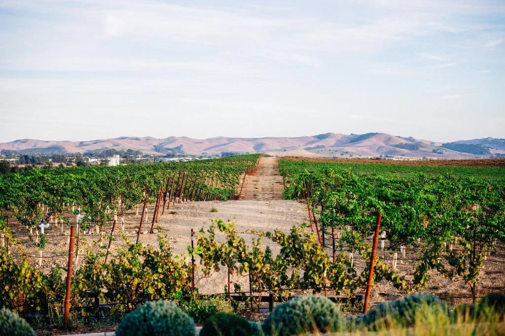 Vineyard views at Stanly Ranch in Napa Valley