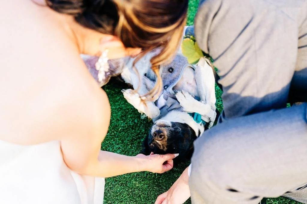 Bride and groom petting their dog as he lies on his back