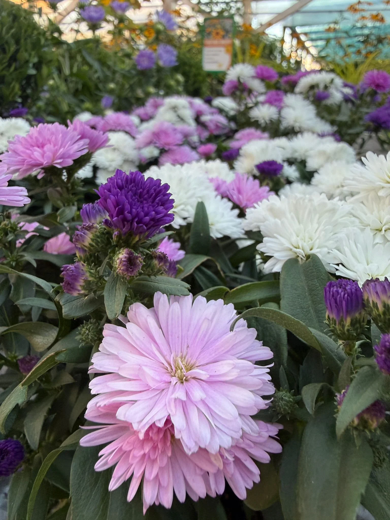 Bunte Blumen, hauptsächlich pink, lila, weiß und violett, in einem Gewächshaus oder Blumenladen