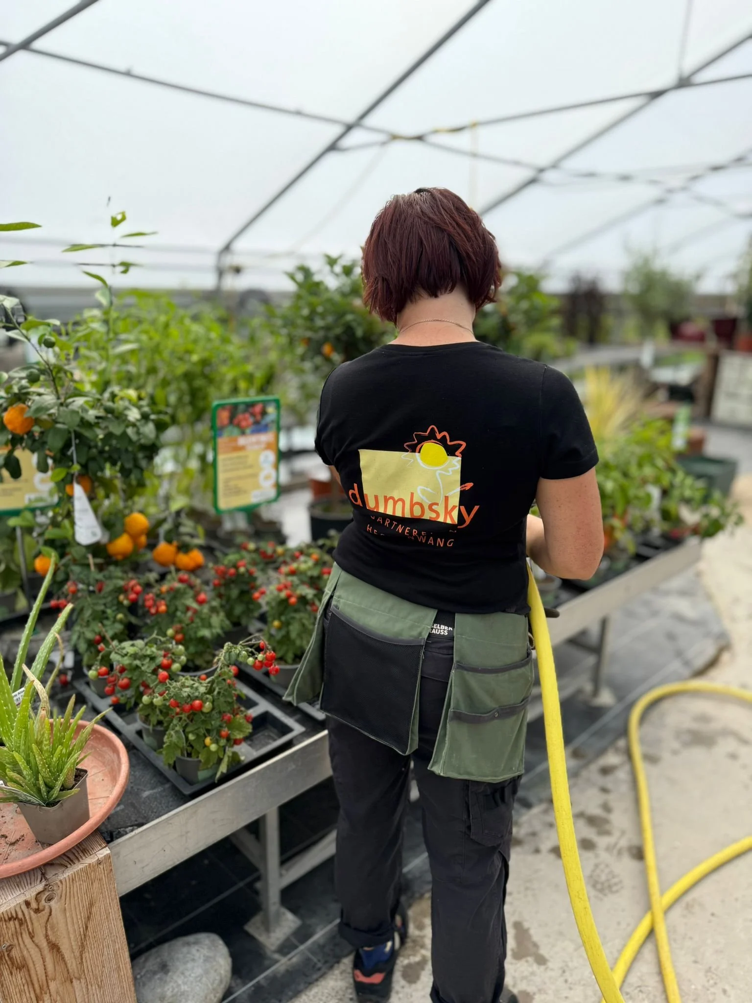 Frau mit kurzen braunen Haaren, schwarze T-Shirt, grüne Werkzeugtasche, bewässert Pflanzen in Gewächshaus.
