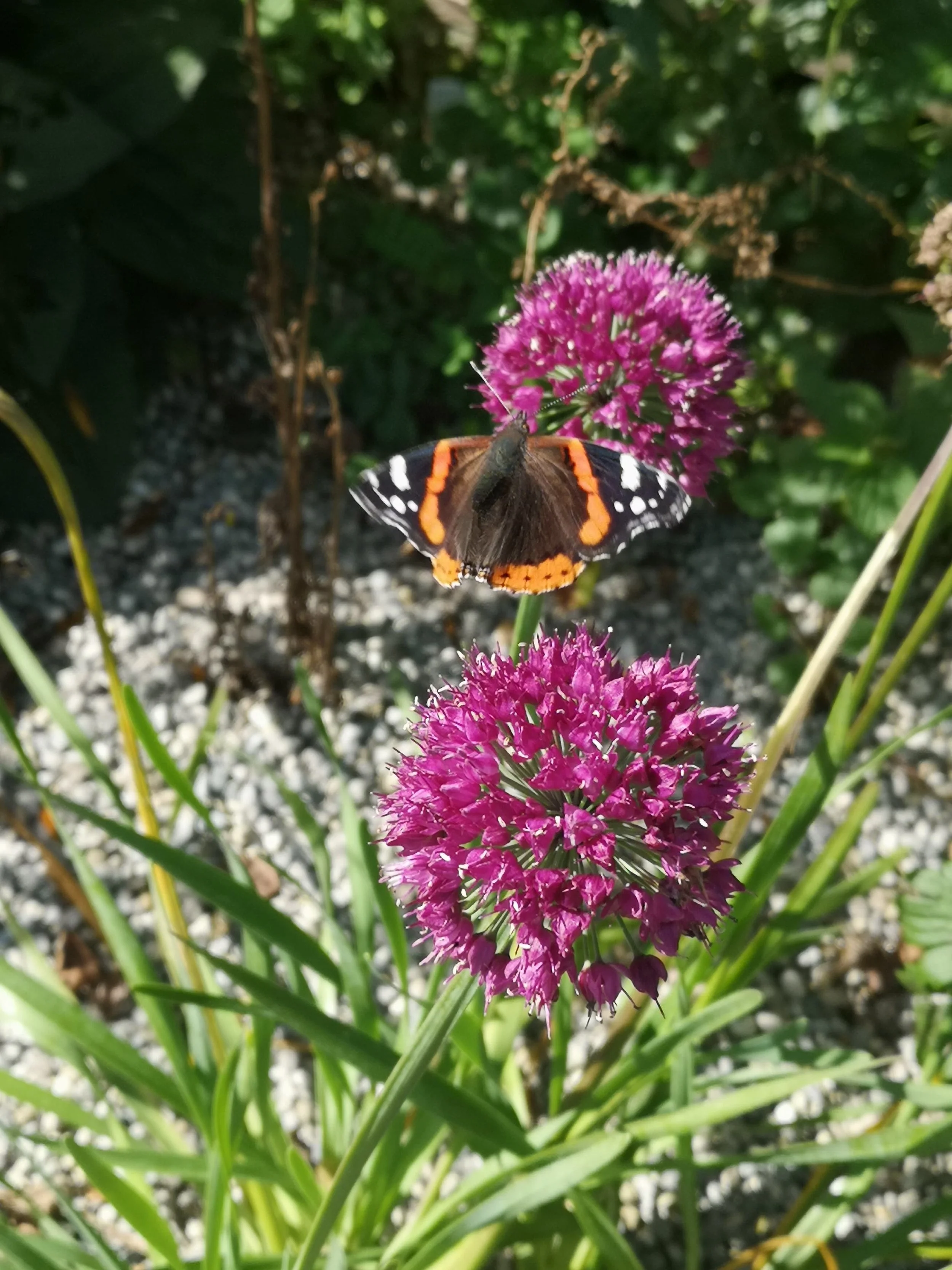 Schmetterling Admiral sitzt auf einer lila Zierlauch-Blüte Allium in Monis Insektengarten der Gärtnerei Dumbsky