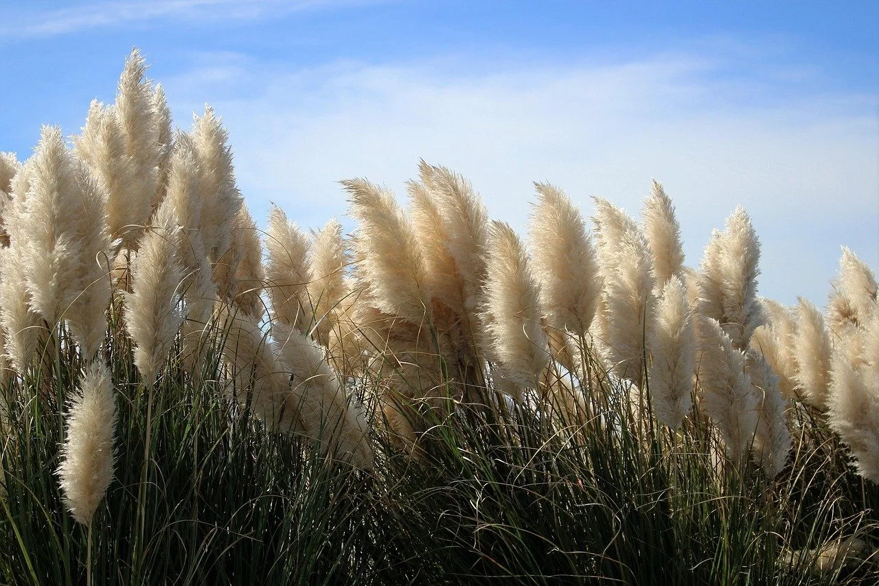 Schilfgras im Wind vor blauem Himmel