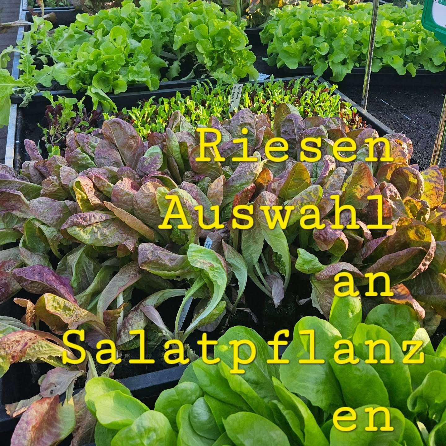 Bei uns gibt's auch viele Besonderheiten nicht nur Kopfsalat und Co
#gemüse
#salat
#hochbeetgemüse
#gemüseanbau
#besonderheiten