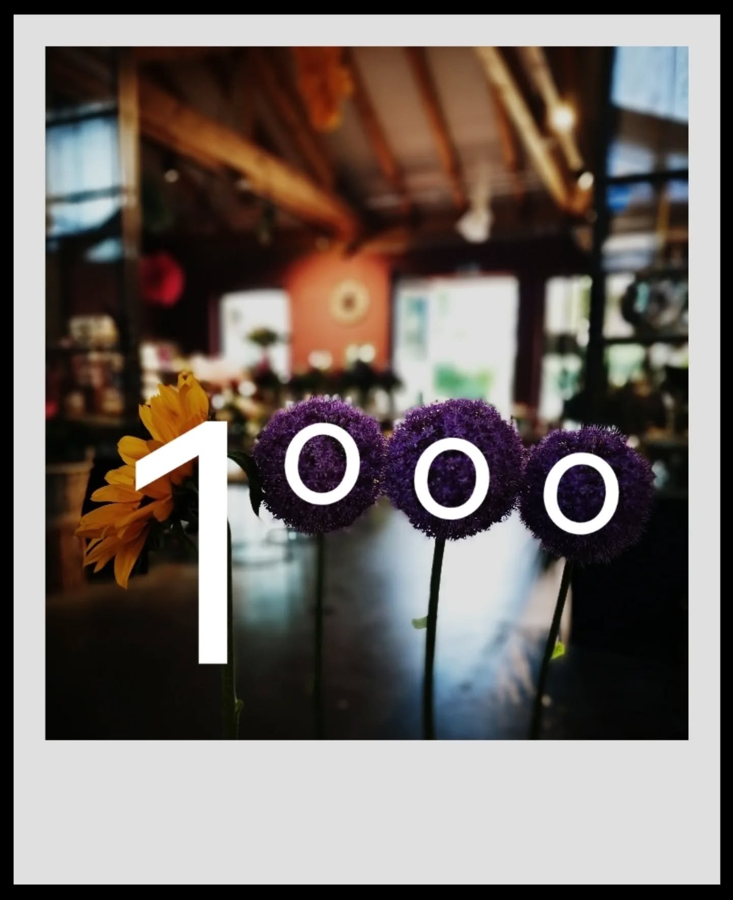 🎉🌿 Wir sagen DANKE! 🌿🎉
Wow, 1000 Follower – das ist für uns ein richtiges Jubiläum!
Wir sind so dankbar für eure Unterstützung, euer Interesse und eure Liebe zu unserer Gärtnerei Dumbsky.
Gemeinsam wachsen wir wei