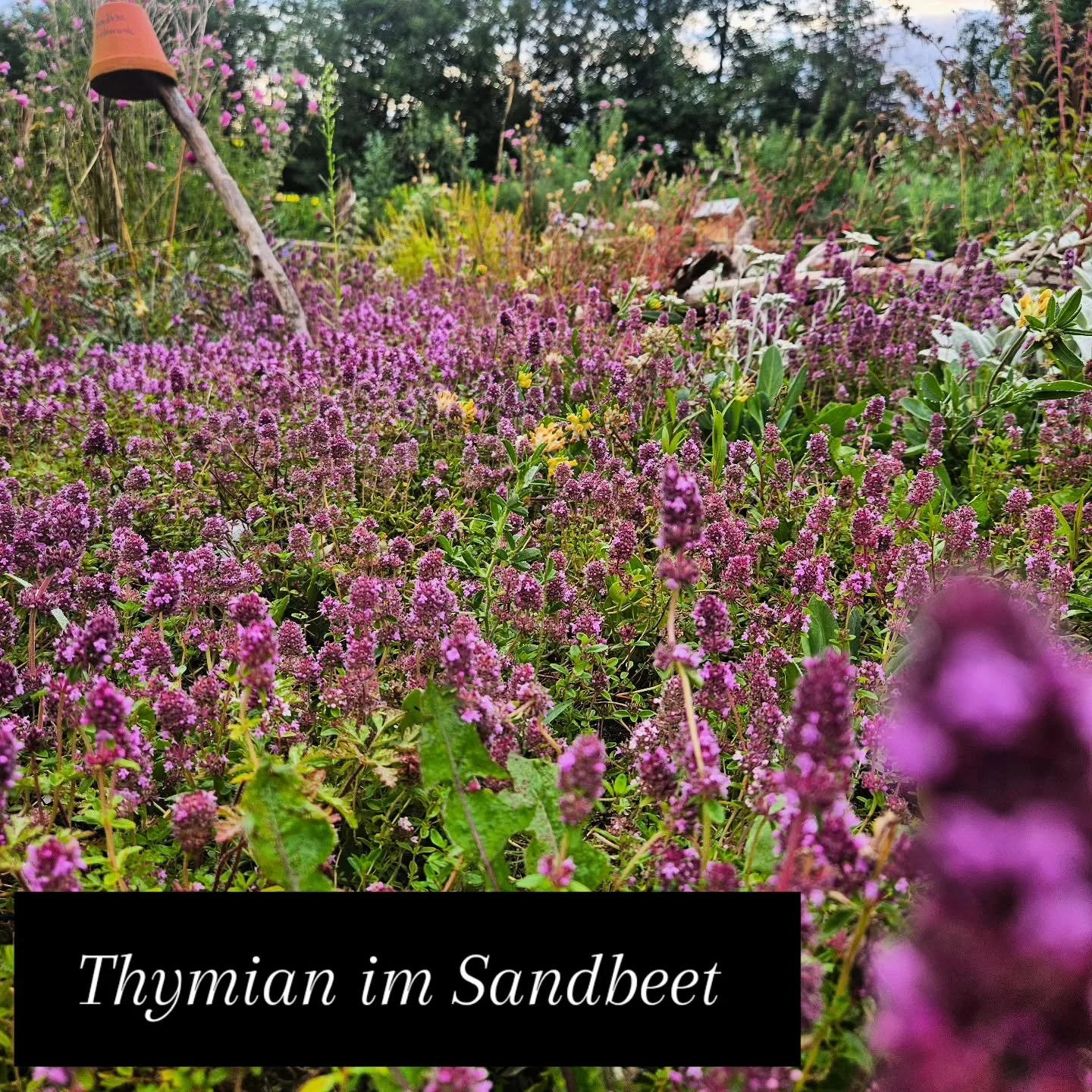 Einblicke in unseren Insektengarten
#Insektengarten ##wildstauden #wildbienen #raupen #bienenfreundlich #windach #greifenberg #schondorf #echingamammersee #einbesuchlohntsich
