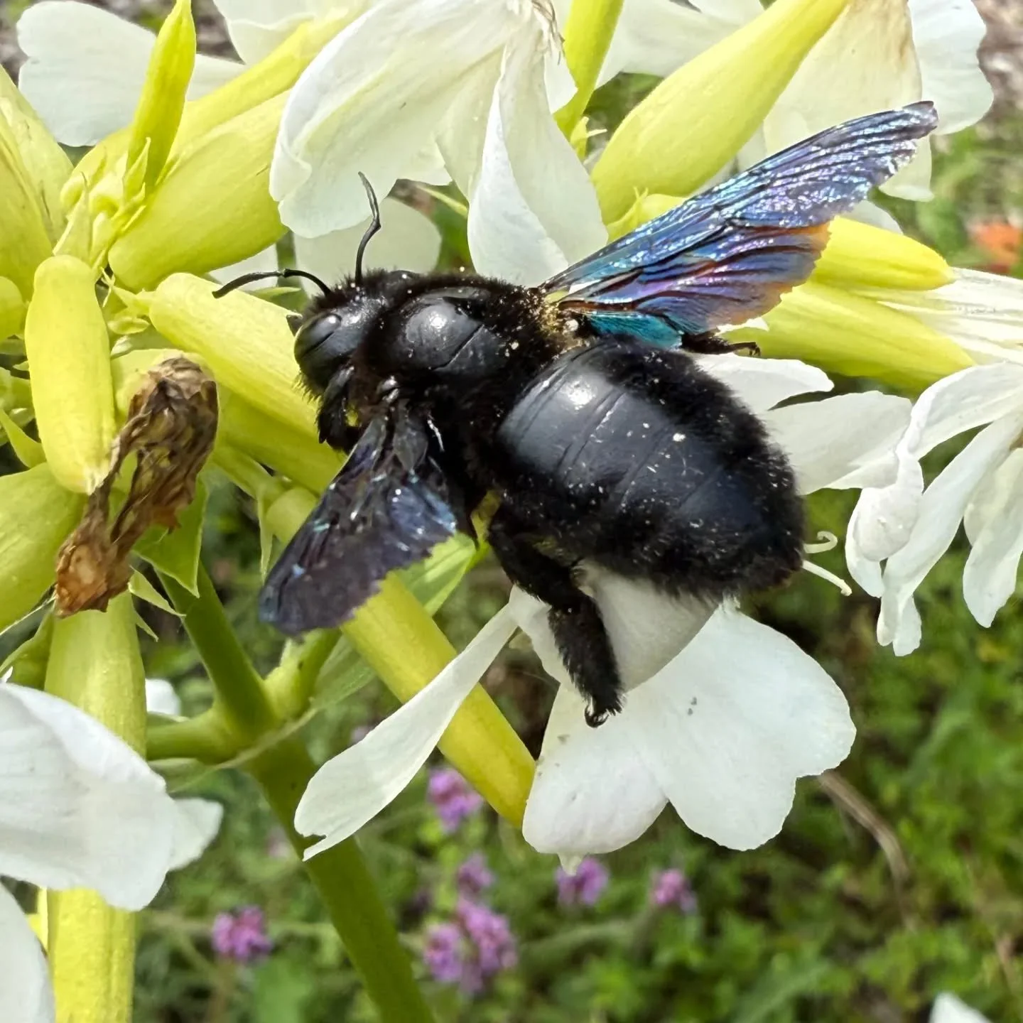 🐝✨ Entdecke die Schönheit der Natur!
Diese beeindruckende Nahaufnahme zeigt eine schwarze Holzbiene, die in unserem Naturgarten unterwegs ist.
Wusstest du, dass die schwarze Holzbiene (Xylocopa violacea) zu den größten Bienen E