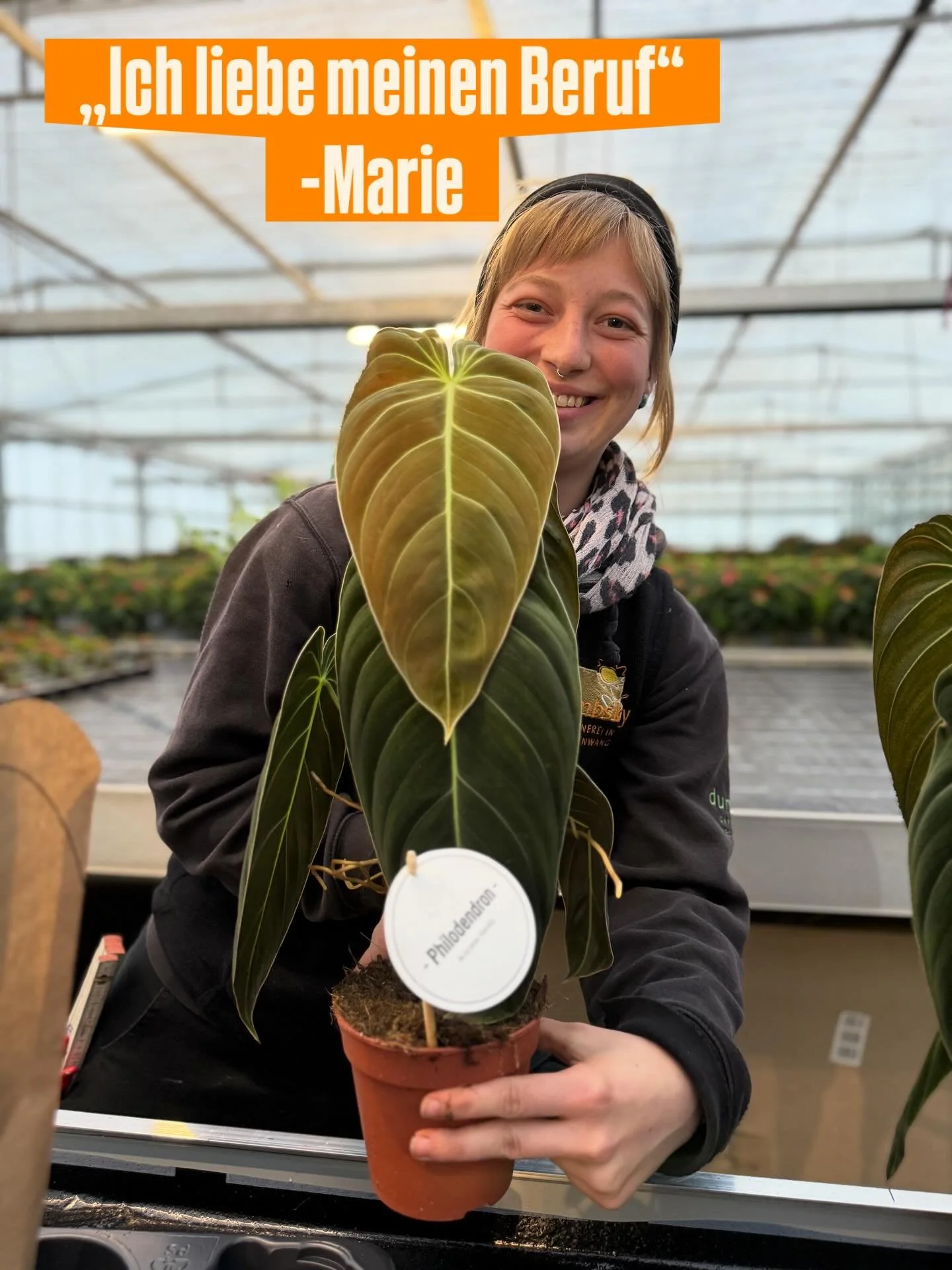 🌿 Neue grüne Schönheiten sind eingezogen! 🌱
Unsere Gärtnerei Dumbsky strahlt wieder mit besonderen Zimmerpflanzen – jede ein echtes Highlight für Pflanzenliebhaber*innen!
📸 Bild 1: Philodendron melanochrysum – sam