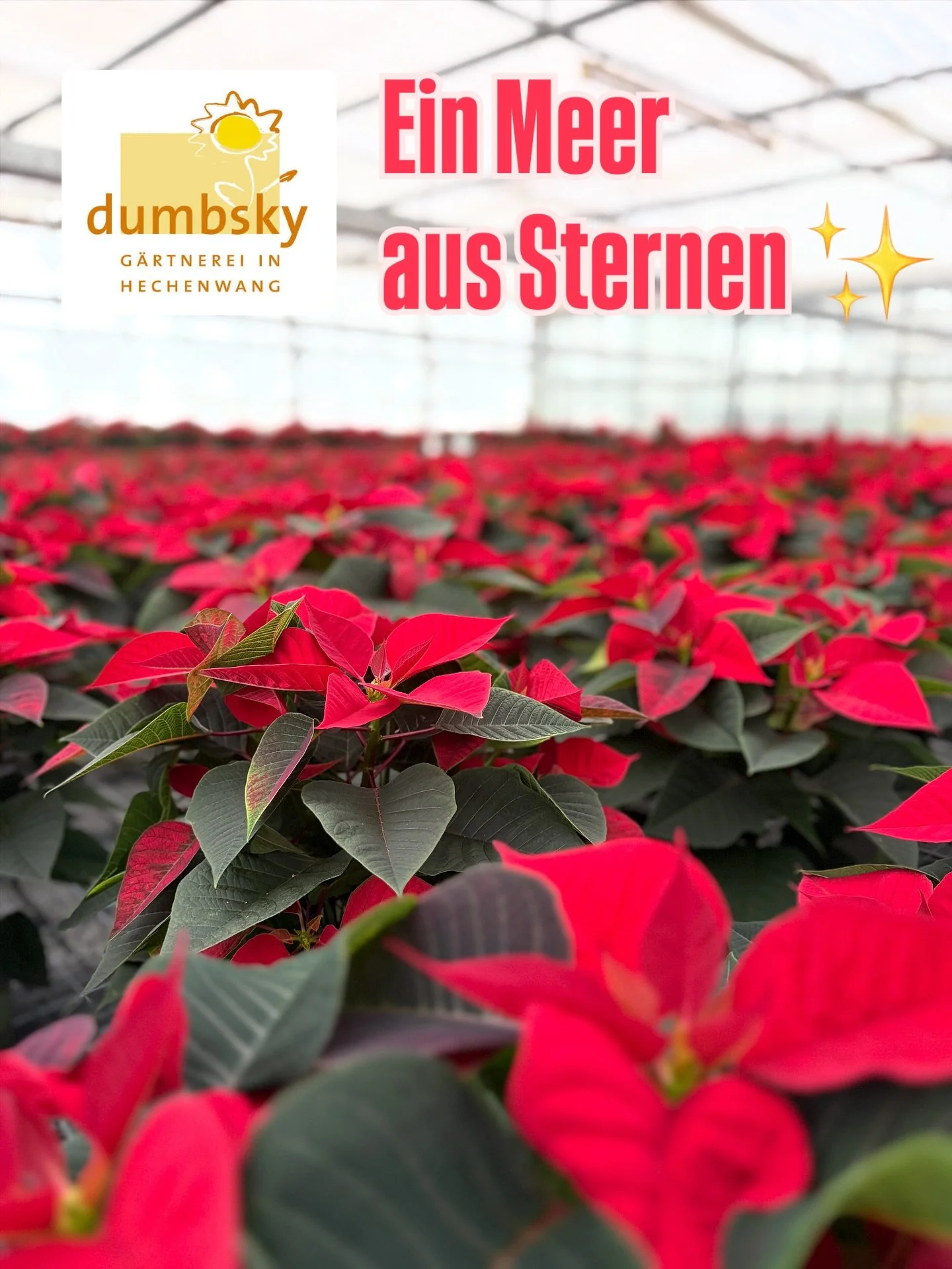 Ein Meer aus Sternen ✨

Aus Weihnachtssternen (lat. Euphorbia pulcherrima) um genau zu sein.

Diese haben wir nat&uuml;rlich in unserer torffreien Erde produziert. 
Zus&auml;tzlich verzichten wir bei unseren Eigenbau-Pflanzen auf chemische Spritzmitt