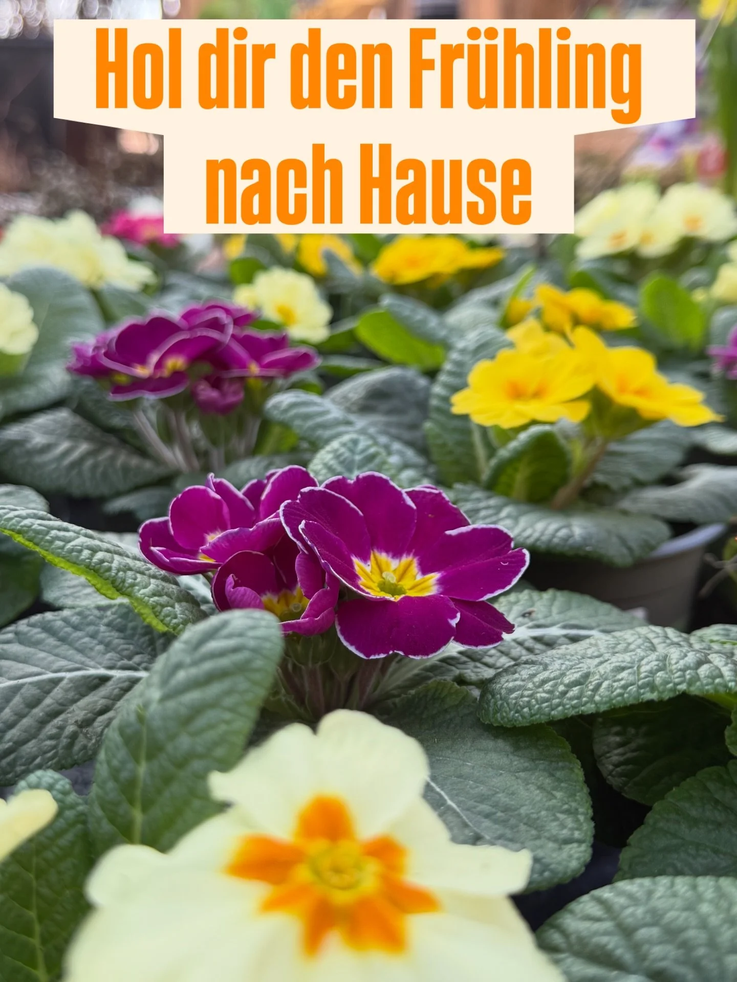 🌼 Hol dir den Fr&uuml;hling nach Hause🌼

Bl&uuml;ten, die den Alltag aufhellen und Lust auf Fr&uuml;hling machen.
Komm vorbei, lass dich inspirieren und nimm deine Lieblingsfarben mit nach Hause 💛
.
.
.
#windach #ammersee #landsbergamlech #fr&uuml