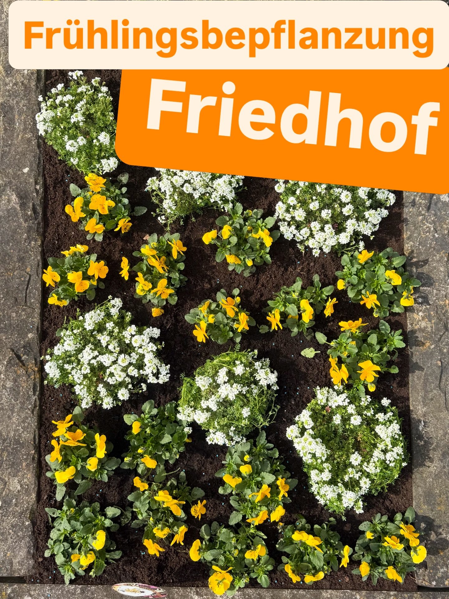 🌼 Fr&uuml;hjahrsbepflanzung auf dem Friedhof 🌼

Mit den ersten warmen Tagen ist es Zeit, den Gr&auml;bern wieder neues Leben einzuhauchen. Eine liebevolle Bepflanzung sorgt nicht nur f&uuml;r ein gepflegtes Erscheinungsbild, sondern auch f&uuml;r e