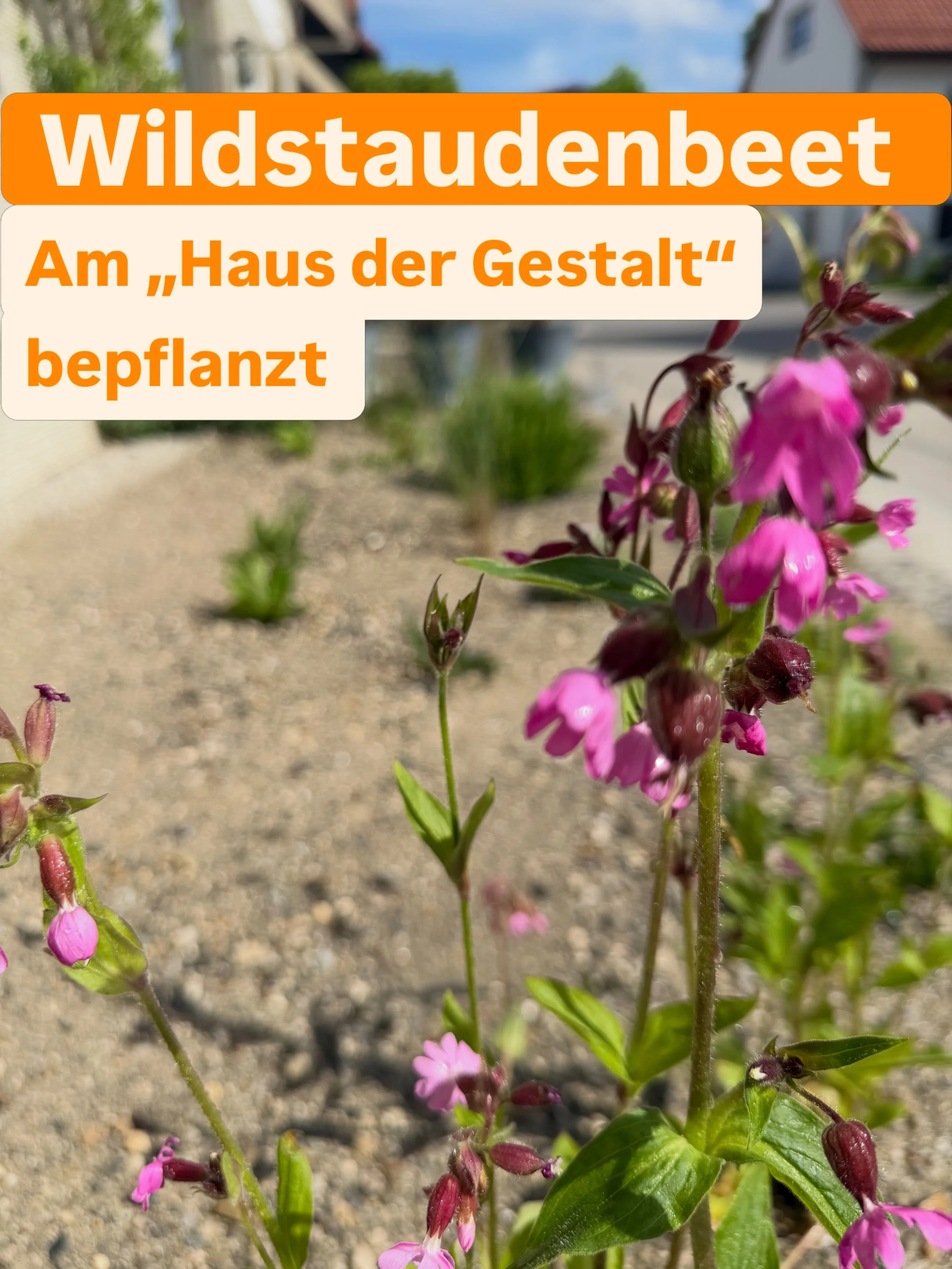 Wild &amp; Nachhaltig beim Haus der Gestalt 🌱🏛️

Letzte Woche durften wir im Auftrag des Architekturb&uuml;ros Sunder-Plassmann ( @architektensunderplassmann ) ein ganz besonderes Projekt umsetzen. 

Vor dem &bdquo;Haus der Gestalt&ldquo; haben wir