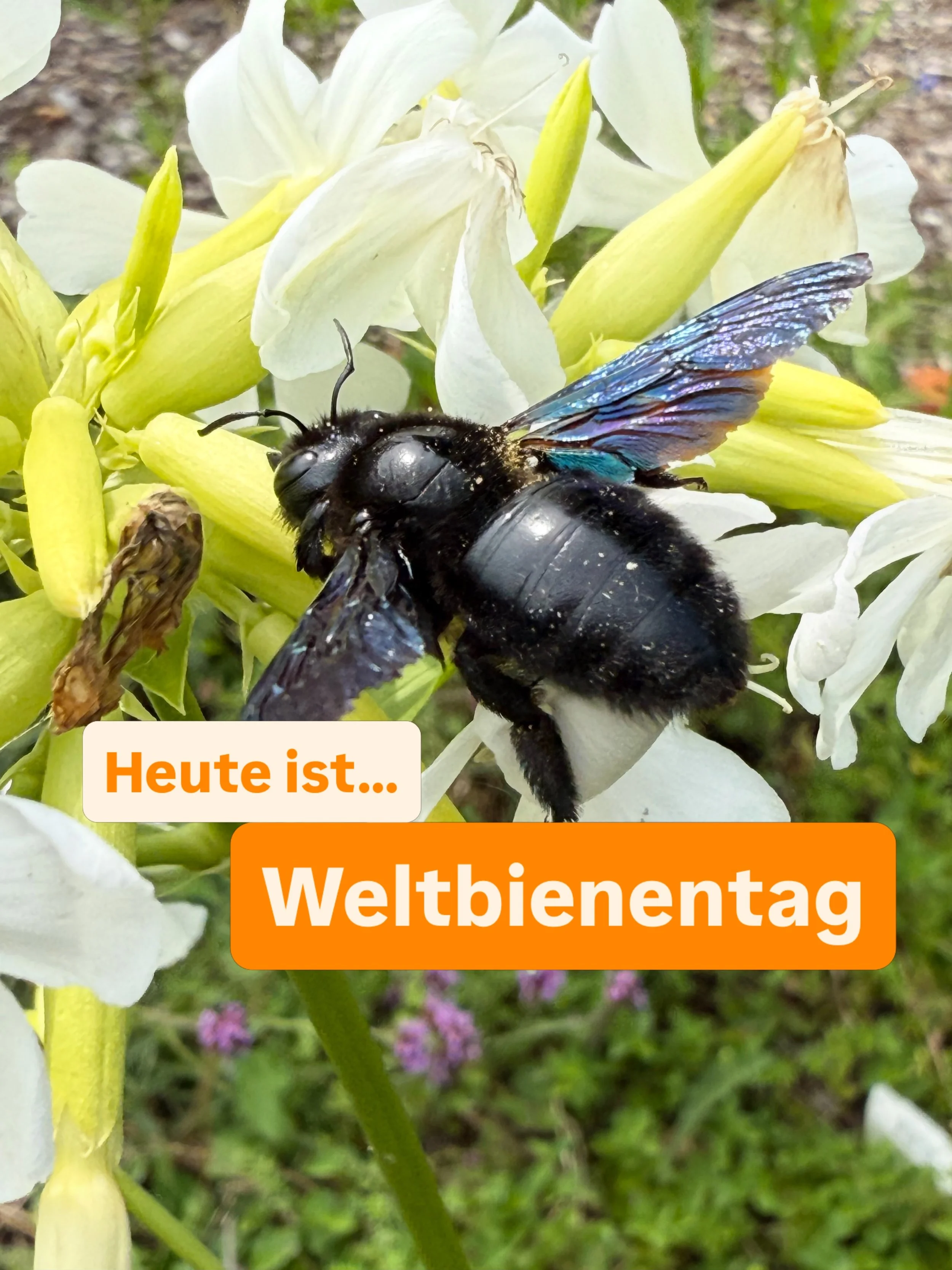 Heute ist Weltbienentag&hellip;

und passend dazu zeigt sich diese Blaue Holzbiene die sich bei uns in Hechenwang im Insektengarten an den Bl&uuml;ten bedient. 
Diese Holzbienen sind ganz sch&ouml;n gro&szlig; (unsere gr&ouml;&szlig;te heimische Wild