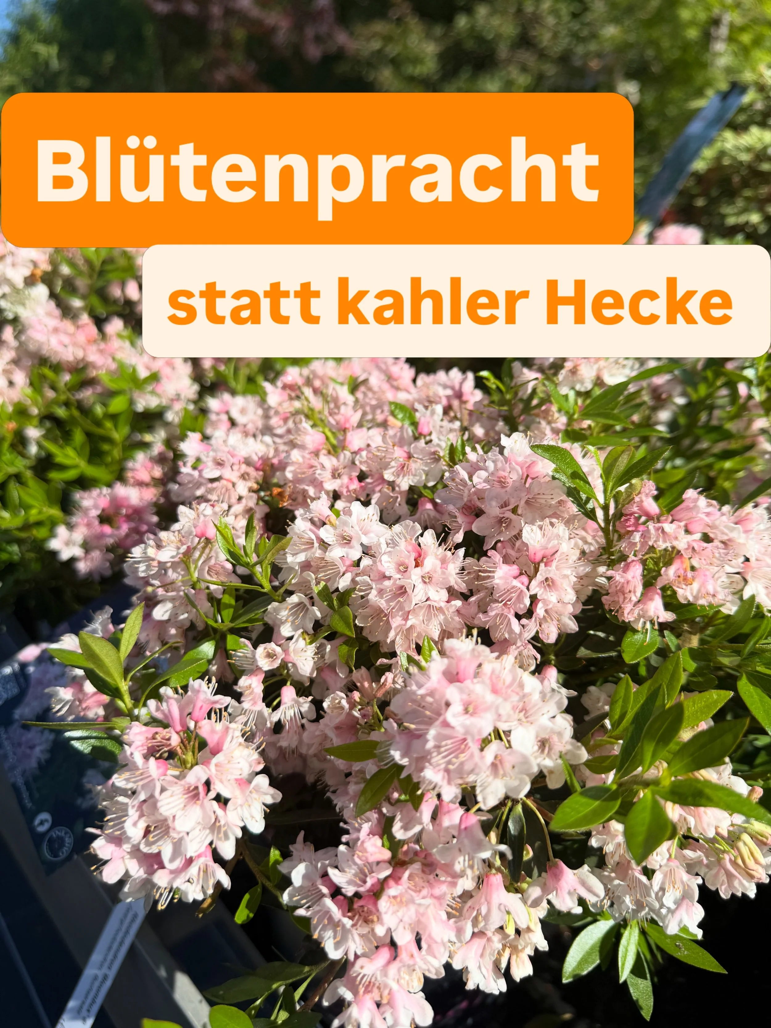 Bl&uuml;tenpracht statt kahler Buchse!🌸

Wer nach einer robusten Alternative zum Buchsbaum sucht, wird aktuell in unserer Baumschule f&uuml;ndig: Der Bloombux steht gerade in voller rosa Bl&uuml;te! 
Er l&auml;sst sich genauso sch&ouml;n in Form sch