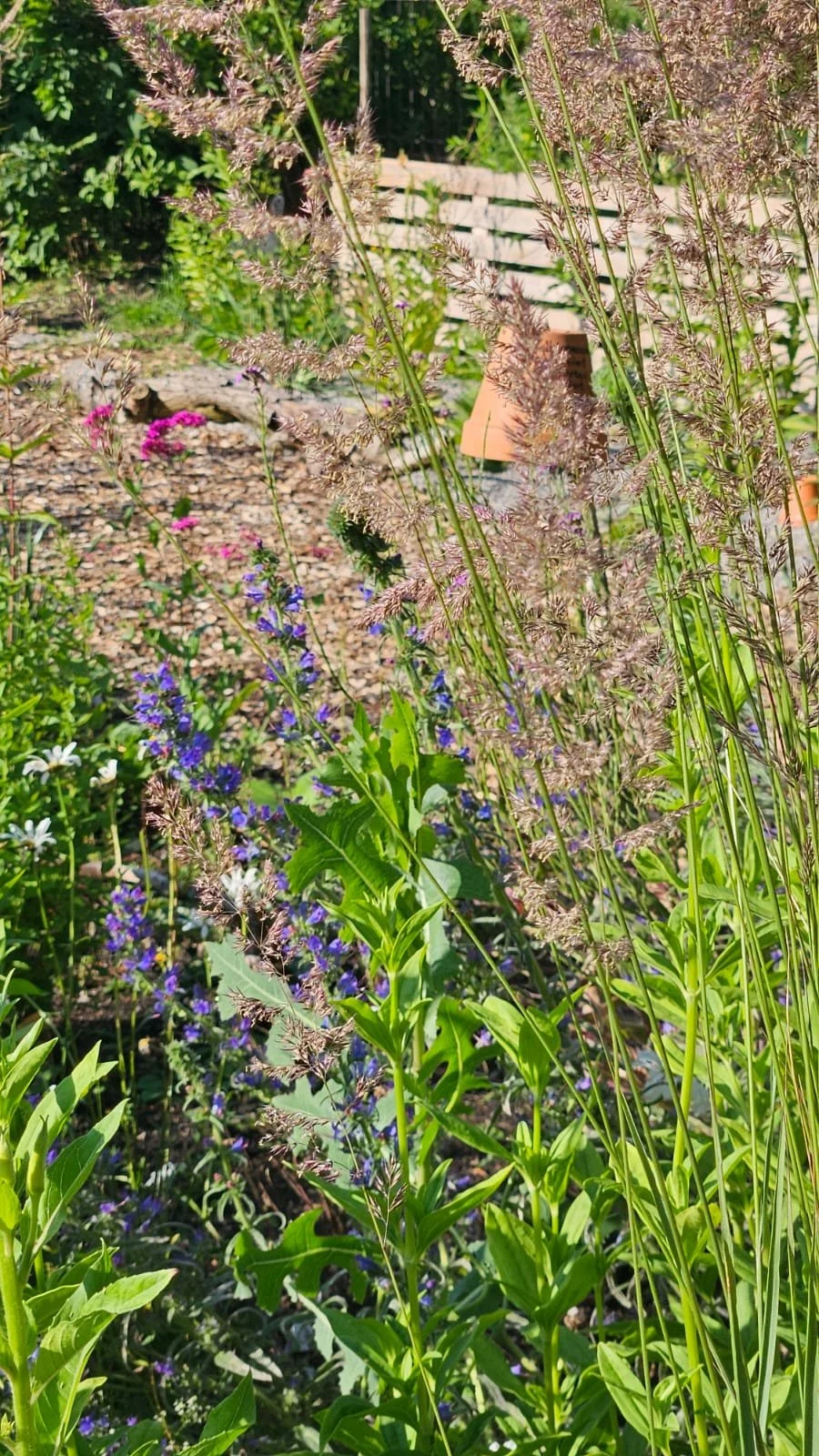 Bunte Gartenblumen mit hohen Gräsern im Vordergrund, ackerähnlicher Boden, Holzlattenzaun im Hintergrund.