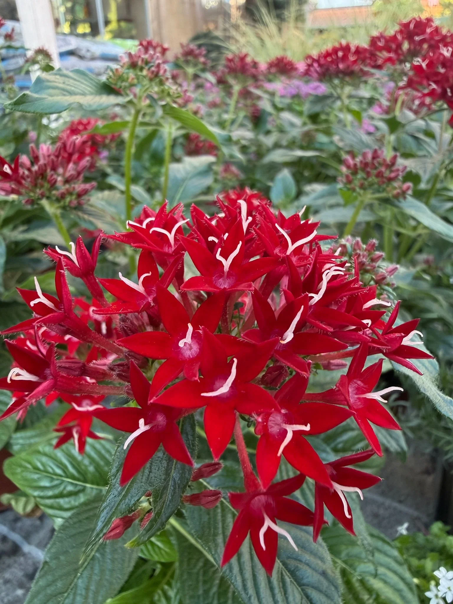 Rote Blumen mit weißen Akzenten auf grünen Blättern im Garten.