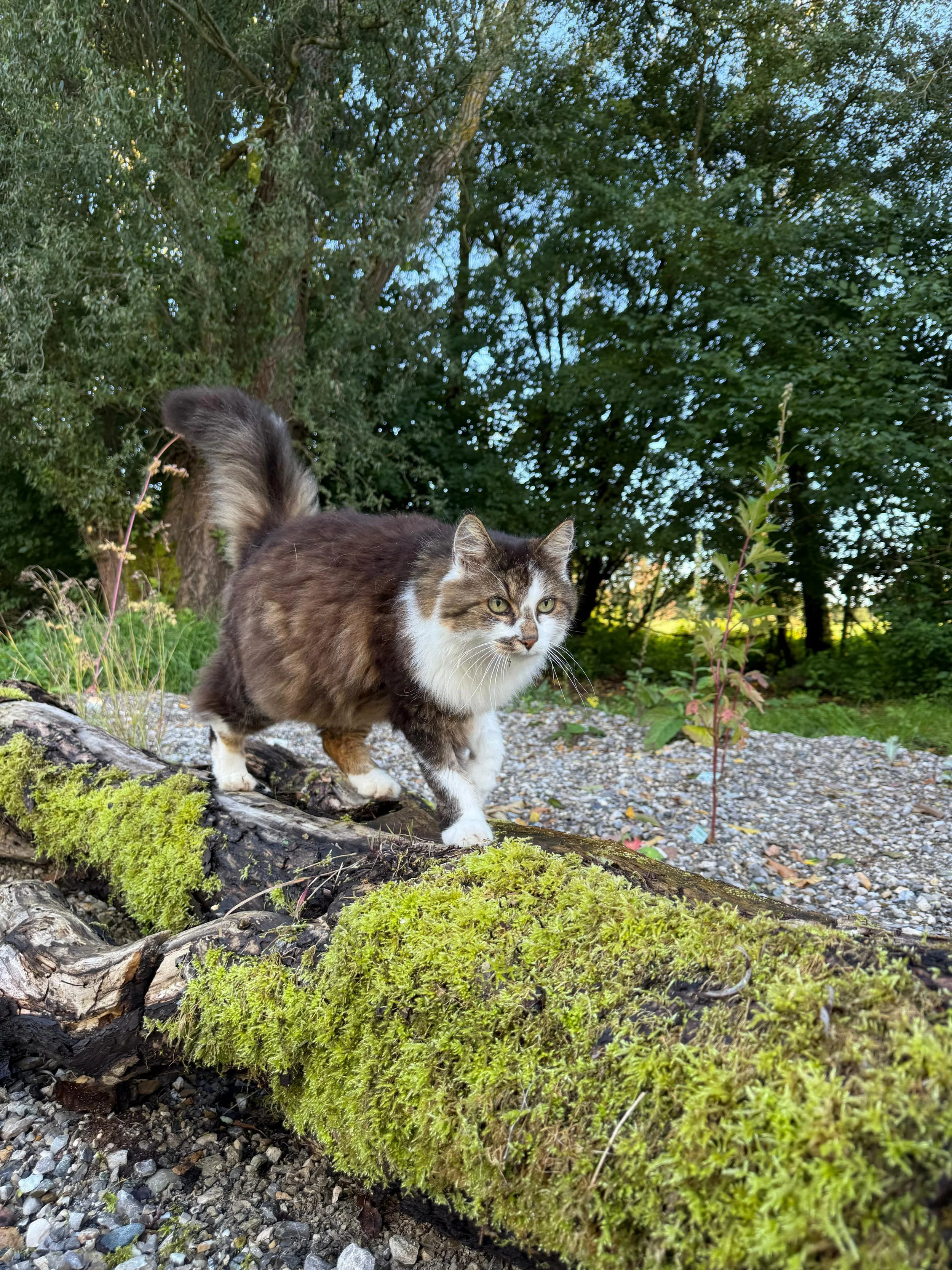 Eine Katze läuft auf einem moosbedeckten Baumstamm in einem grünen Bereich mit Bäumen im Hintergrund.