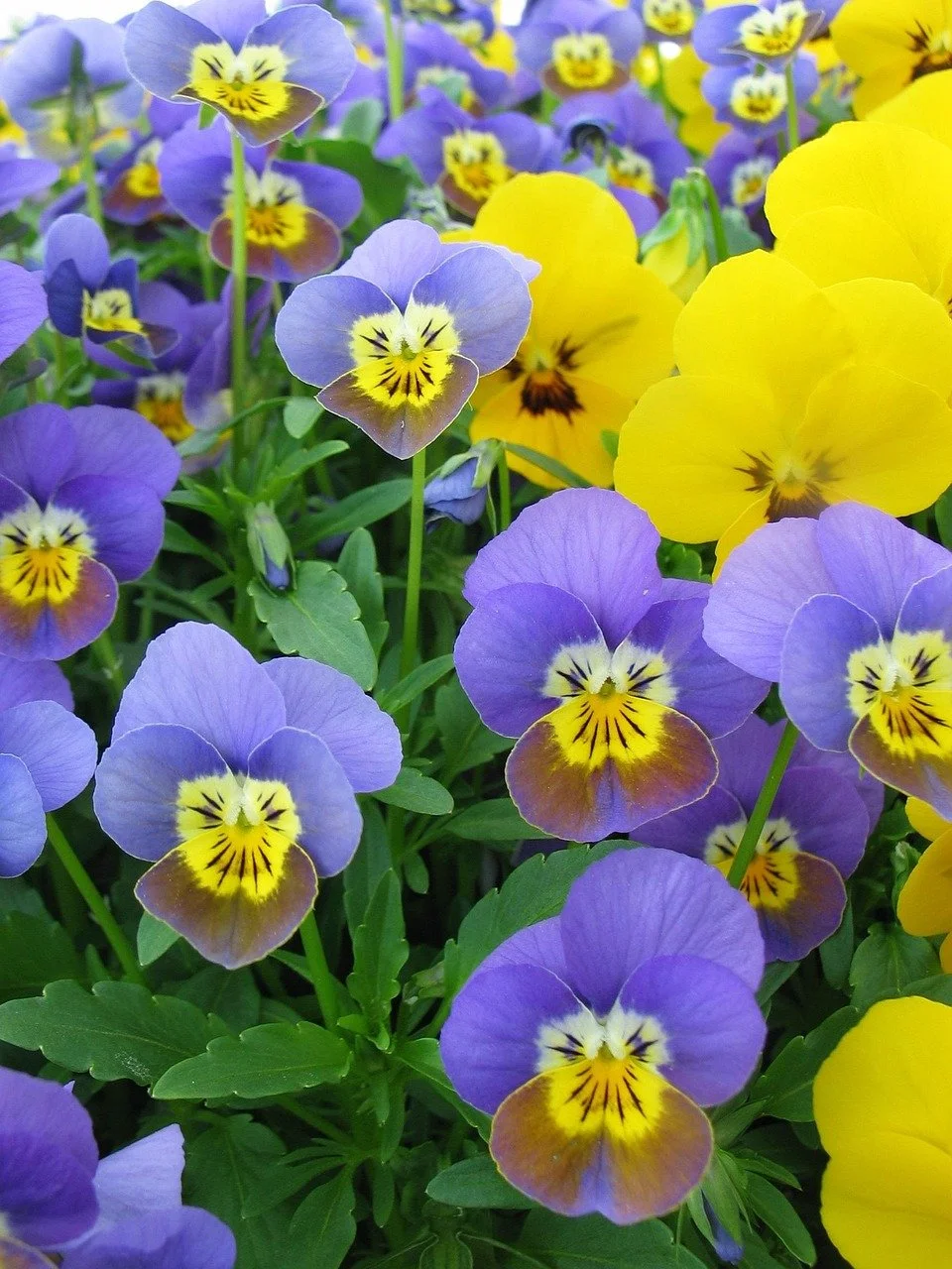 Bunte Hornveilchen, hauptsächlich violett und gelb, blühen in einem Garten