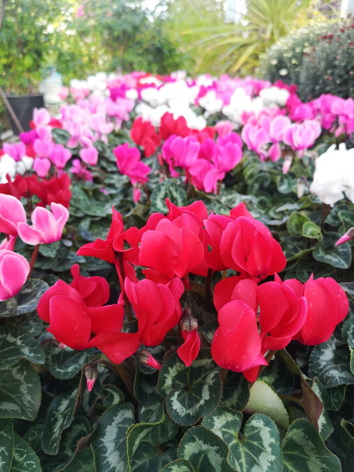 Bunte Alpenveilchen in unserer Gärtnerei Dumbsky mit grünem Hintergrund, hauptsächlich in Rot, Pink, Weiß und Hellrosa.