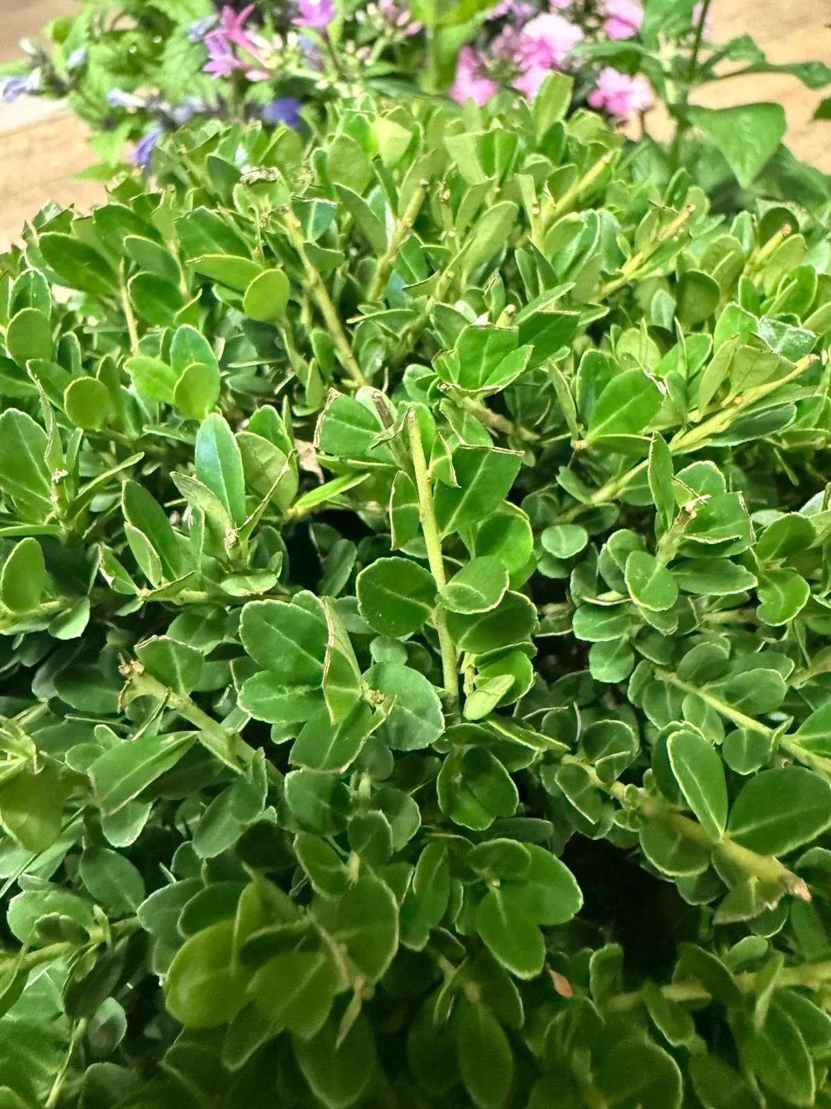 Nahaufnahme von einem dichten Ilex Strauch mit kleinen, grünen, ovalen Blättern, im Hintergrund sind einige violette und pinke Blüten zu sehen.