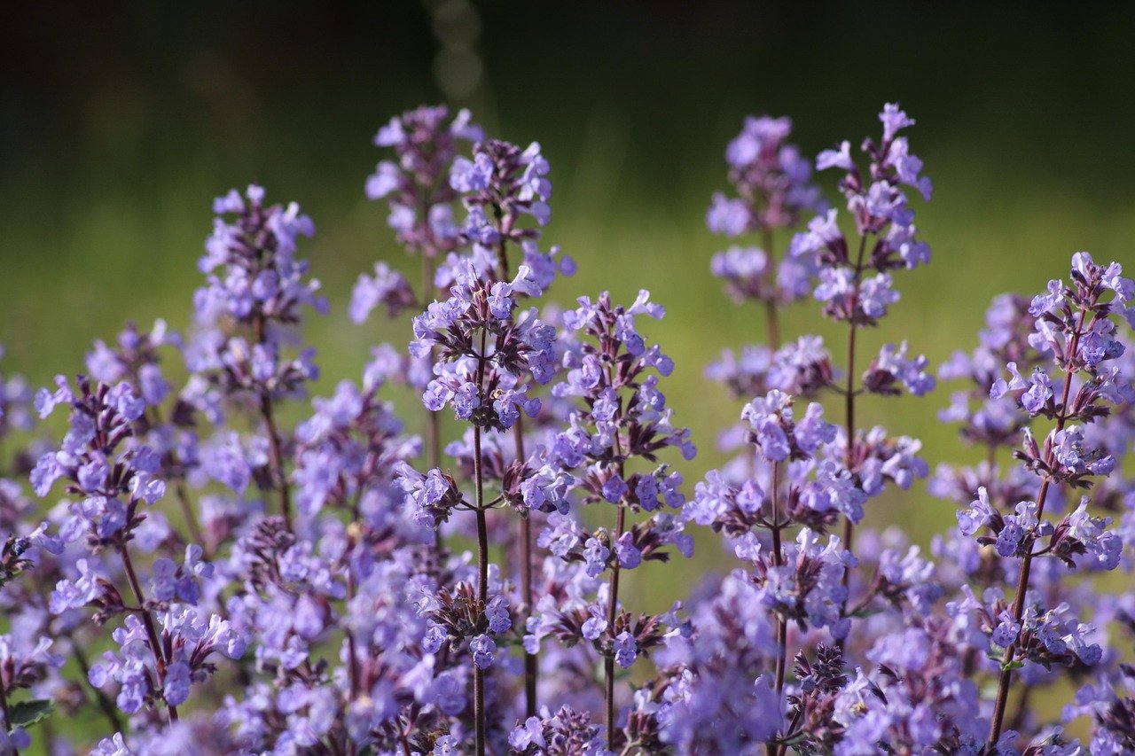 Violette Blumen im Garten bei Sonnenlicht, Grüner Hintergrund.