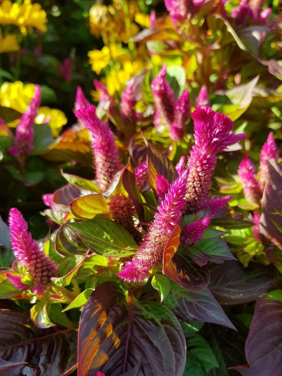 Nahaufnahme von pinken, länglichen Blüten mit grünen und roten Blättern im Sonnenlicht. Eine sogenannte Celosia argentea
