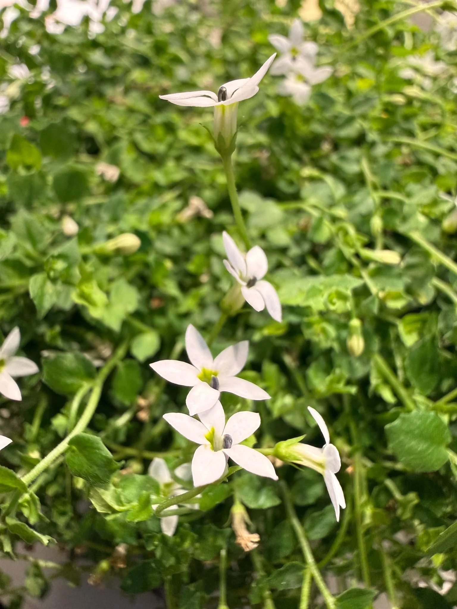 Kleine weiße Blumen mit schwarzen Staubgefäßen, umgeben von grünen Blättern.