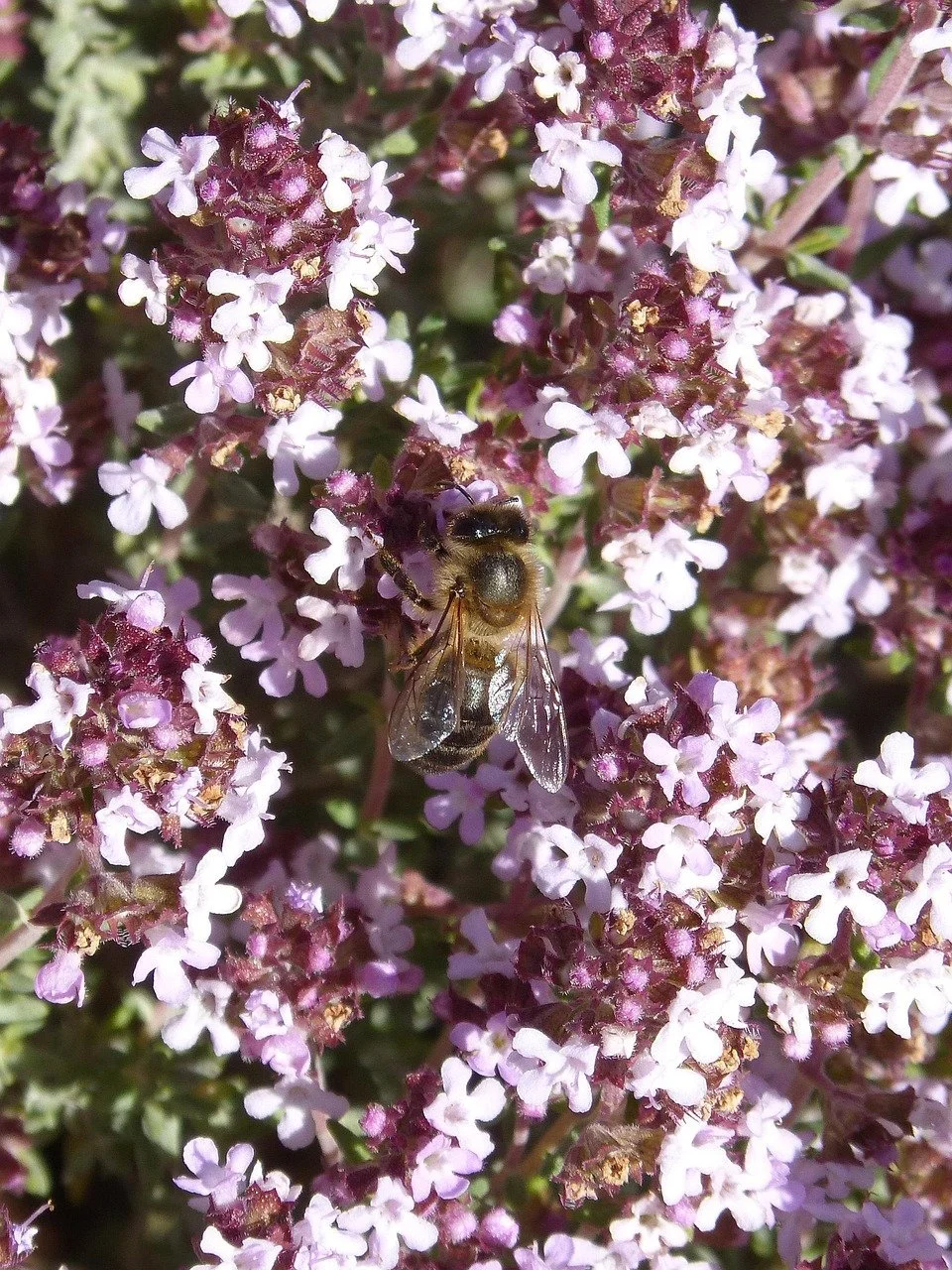 Biene sammelt Nektar an lilla Blüten eines Teppich-Thymians