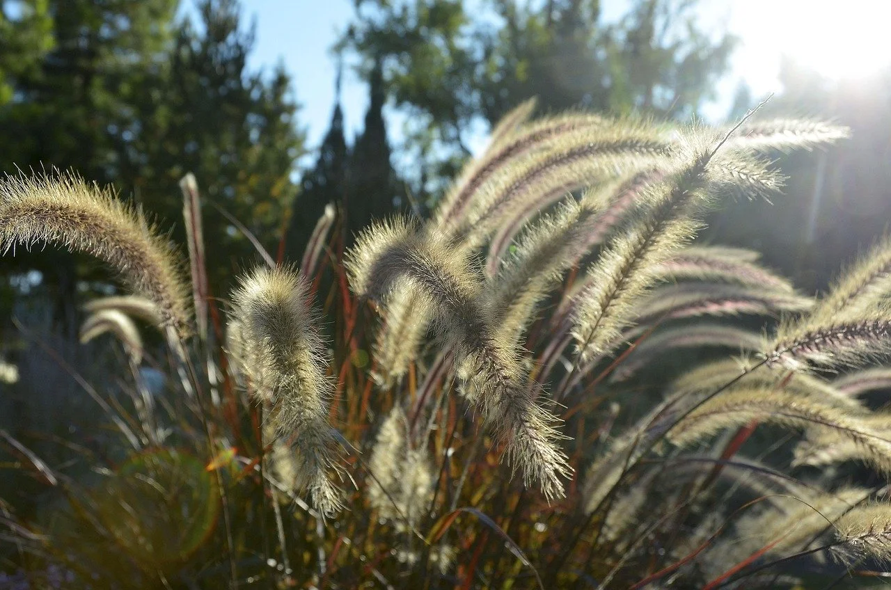 Pennisetum Gräser im Sonnenlicht mit Baum und Himmel im Hintergrund.