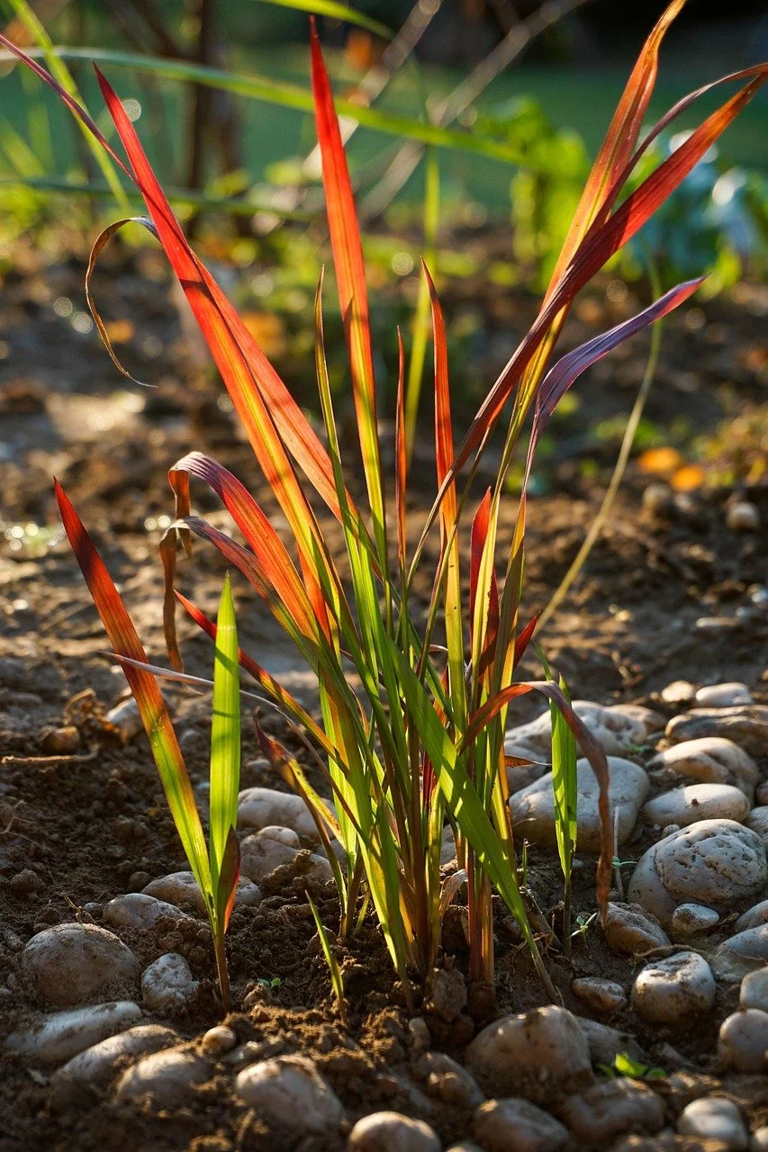 Blutgras 'Red Baron' mit langen, roten und grünen Blättern im Garten, umgeben von Steinen und Erde.