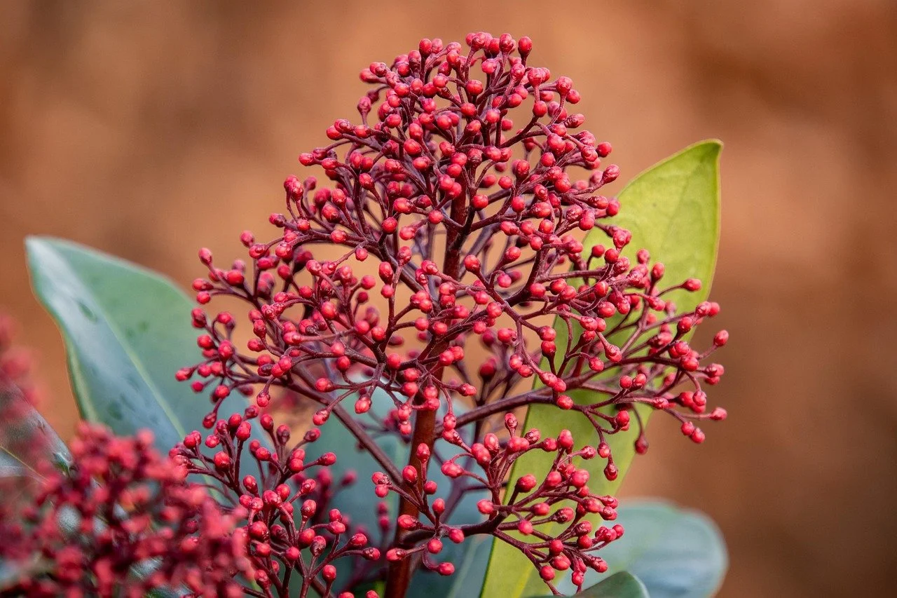 Roter Blütenstand mit kleinen, runden Blüten und grünen Blättern im Hintergrund. Die abgebildete Pflanze ist eine Blütenskimmie