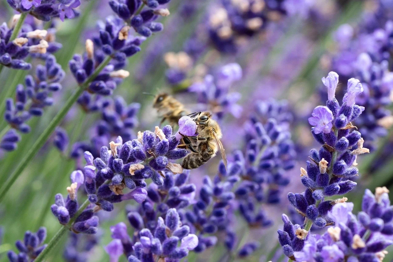 Bienen sammeln Nektar an Lavendelblüten in einem Garten.